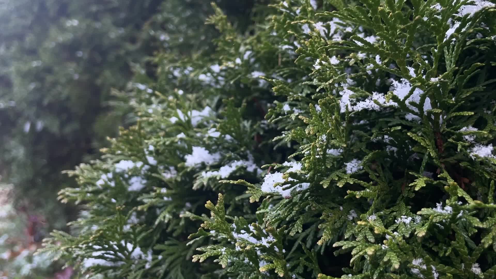 Flurries seen in Toronto, Canada