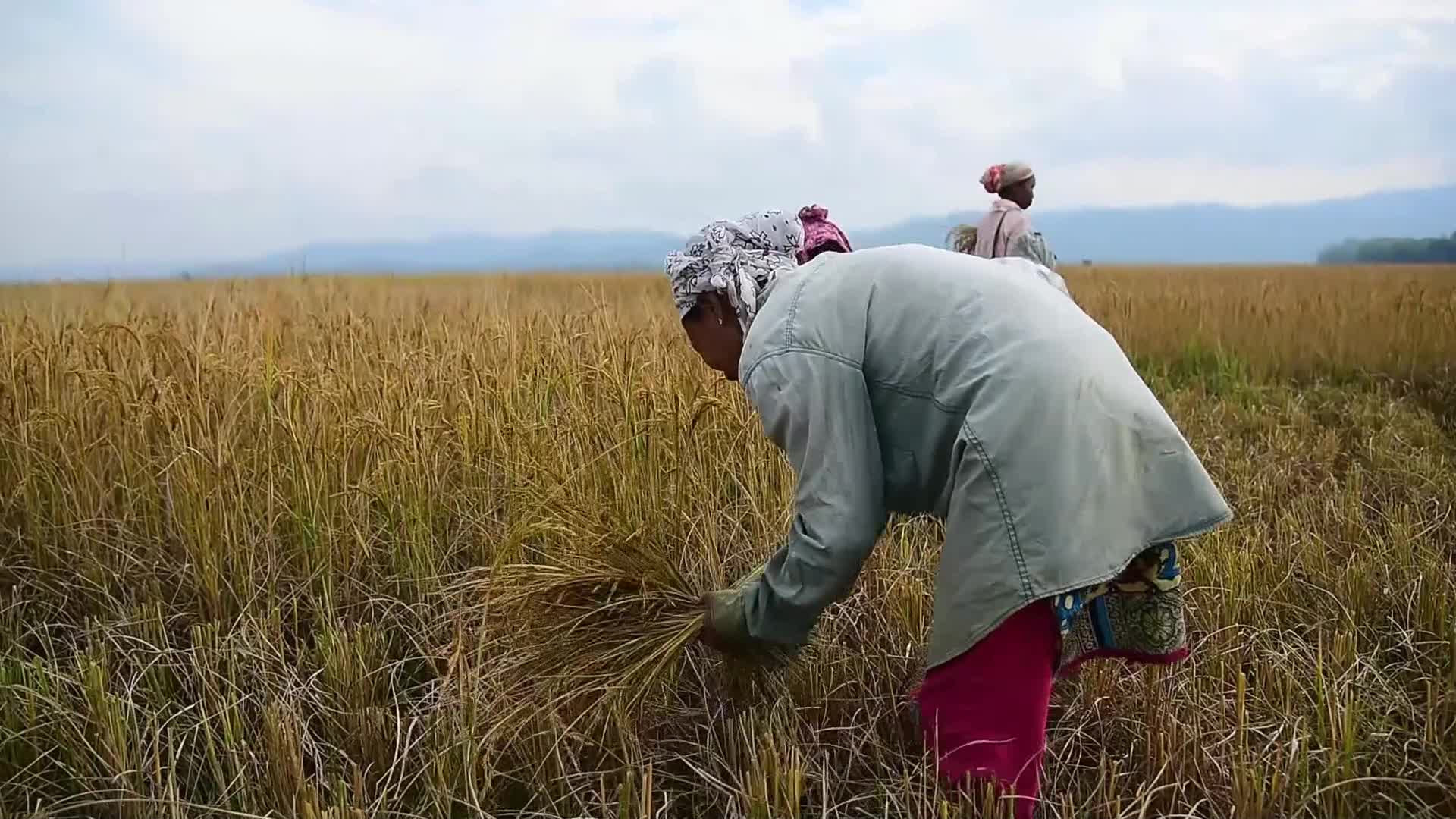Rice Harvesting In India