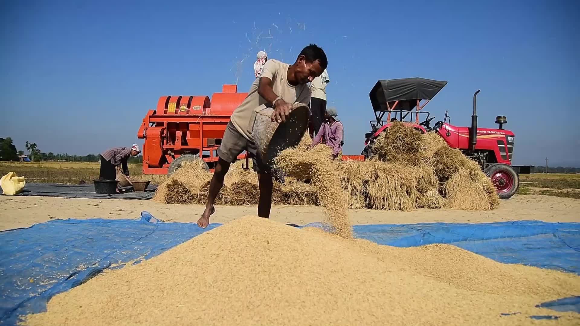 Rice Harvesting In India