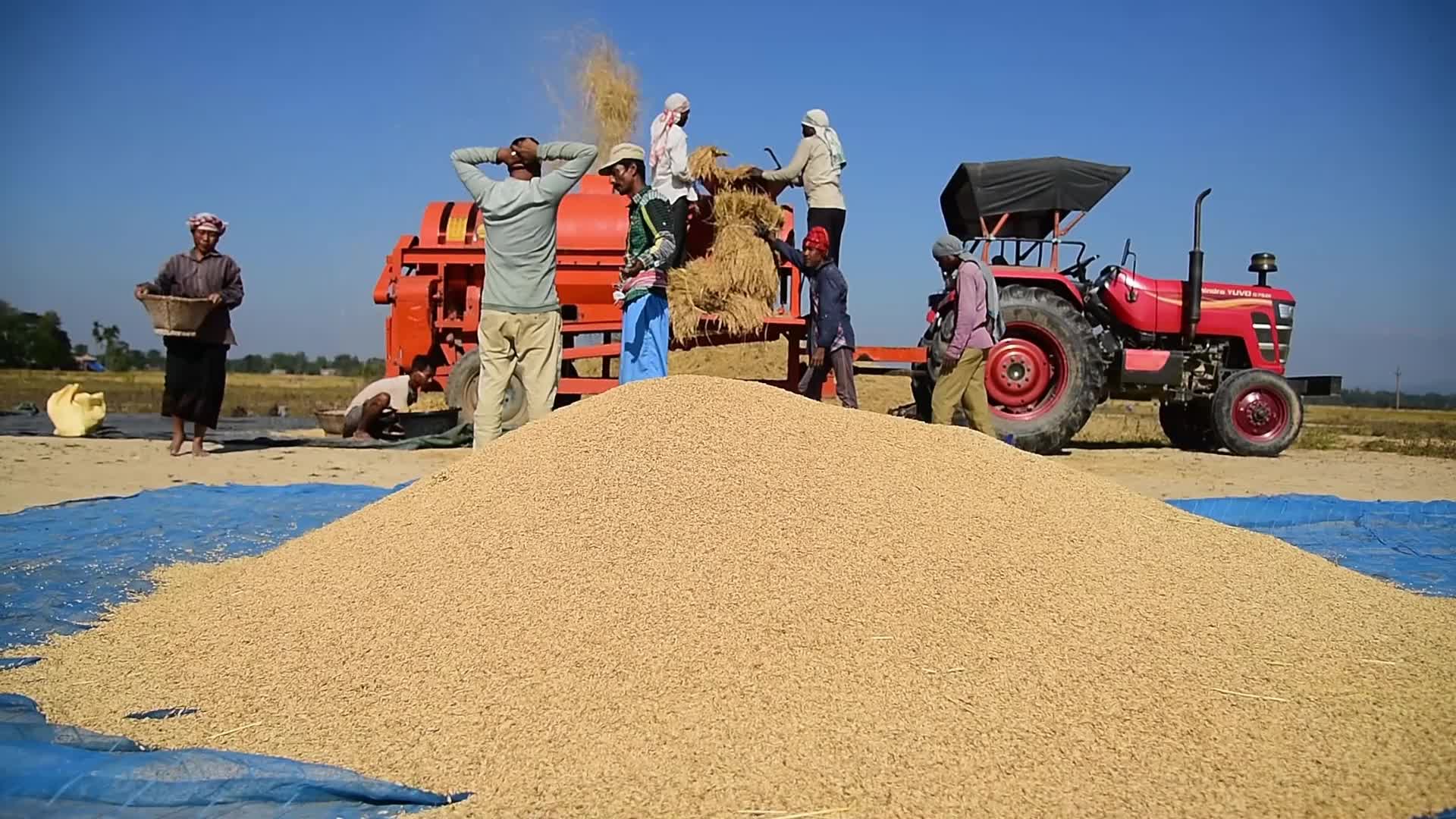 Rice Harvesting In India