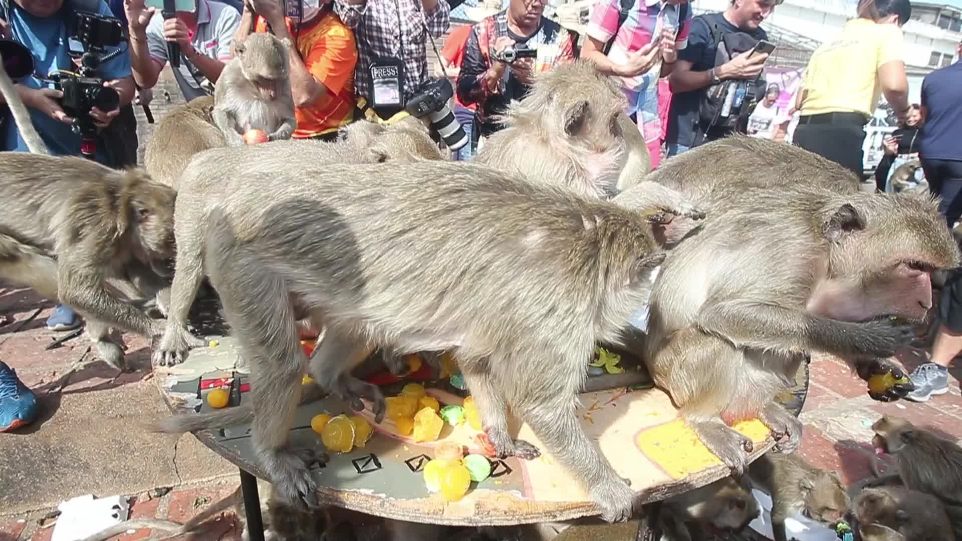 Monkey Buffet In Thailand