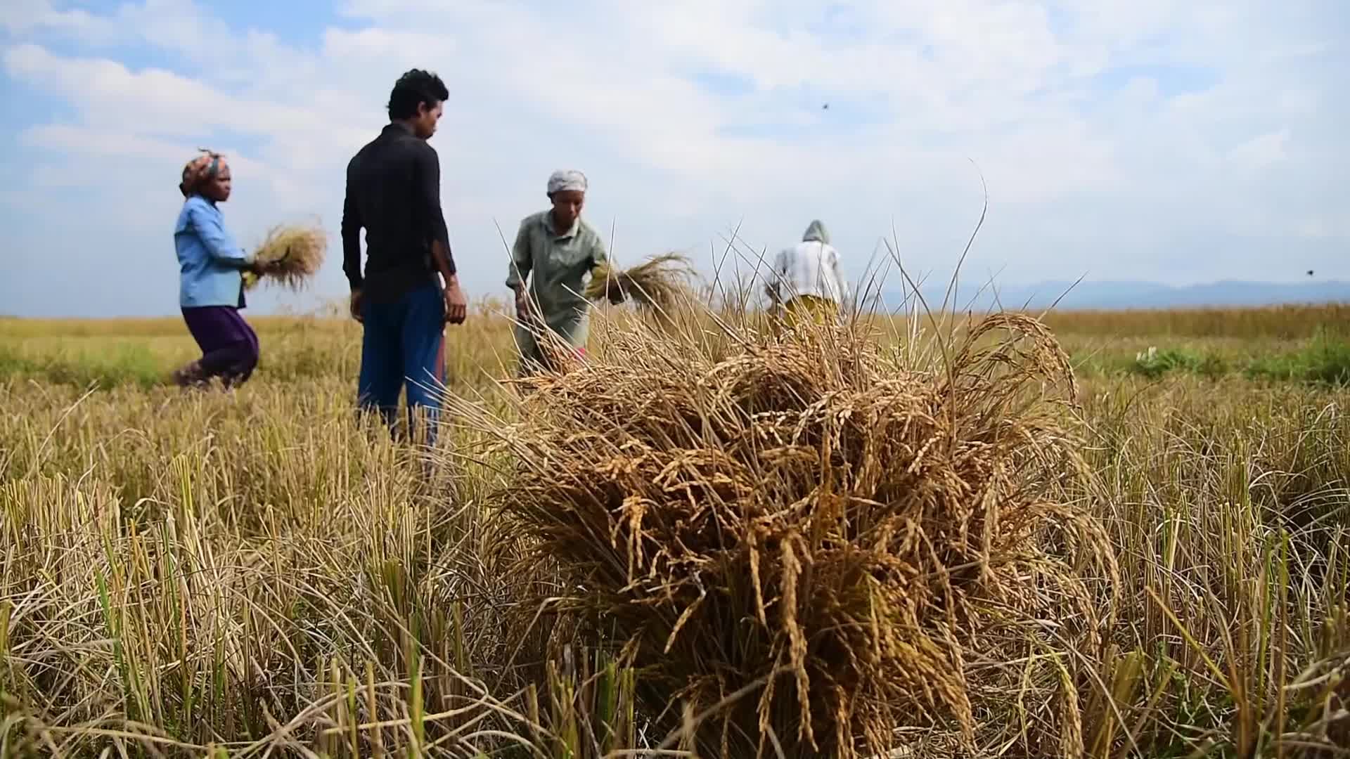 Rice Harvesting In India