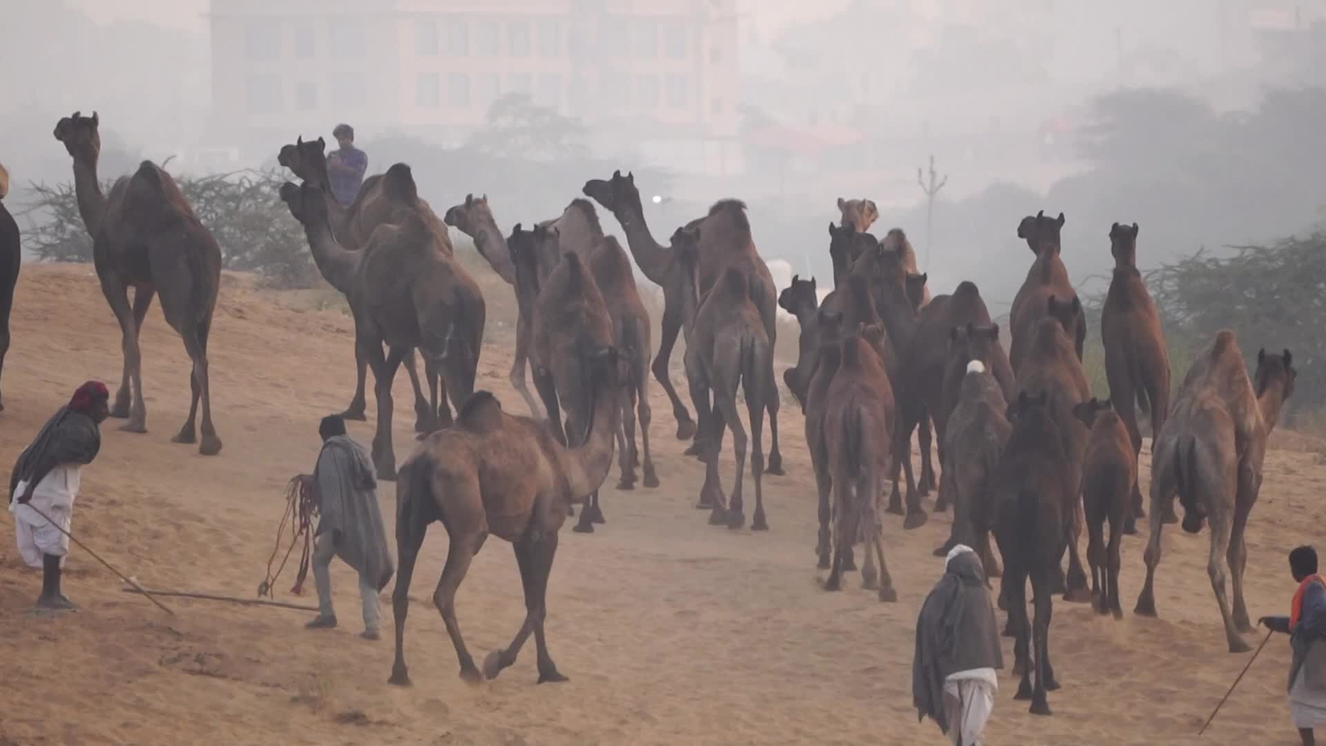 World's Largest Camel Fairs In India