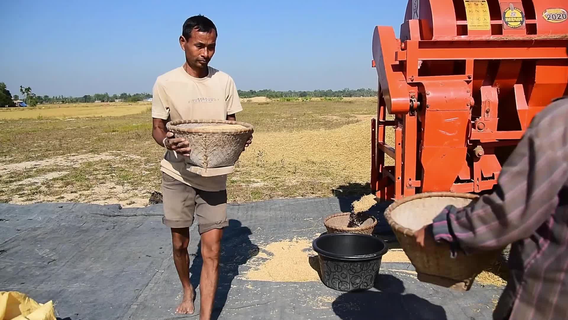 Rice Harvesting In India