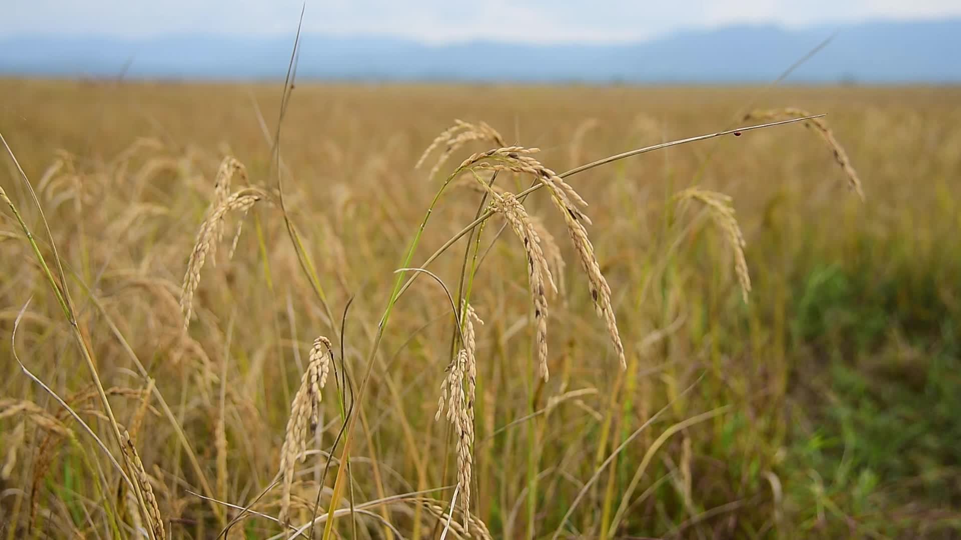 Rice Harvesting In India
