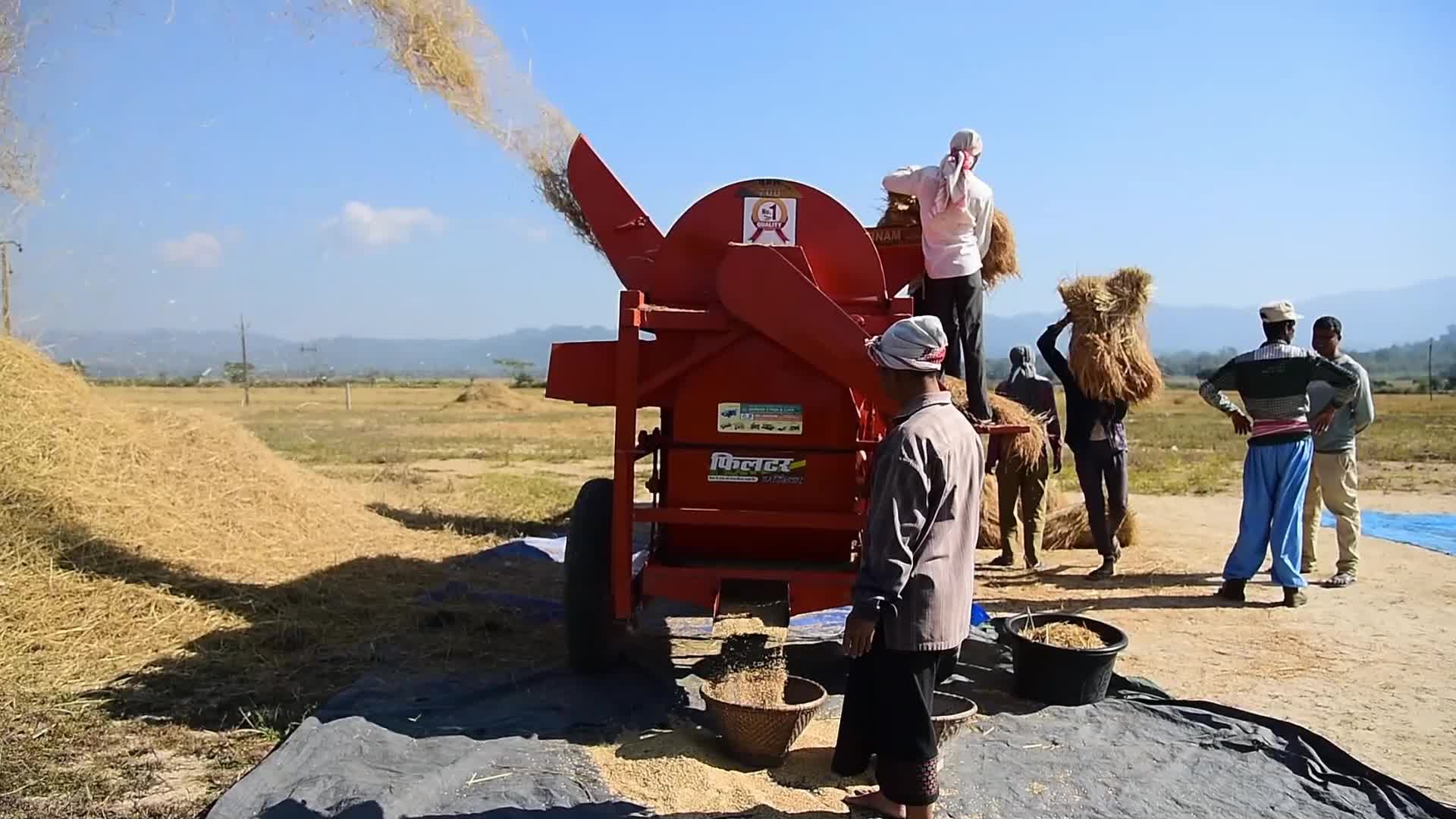 Rice Harvesting In India