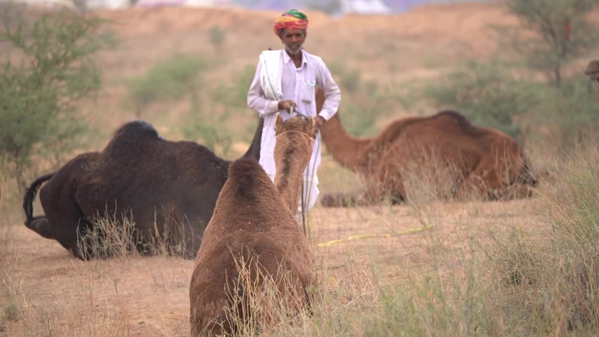World's Largest Camel Fairs In India