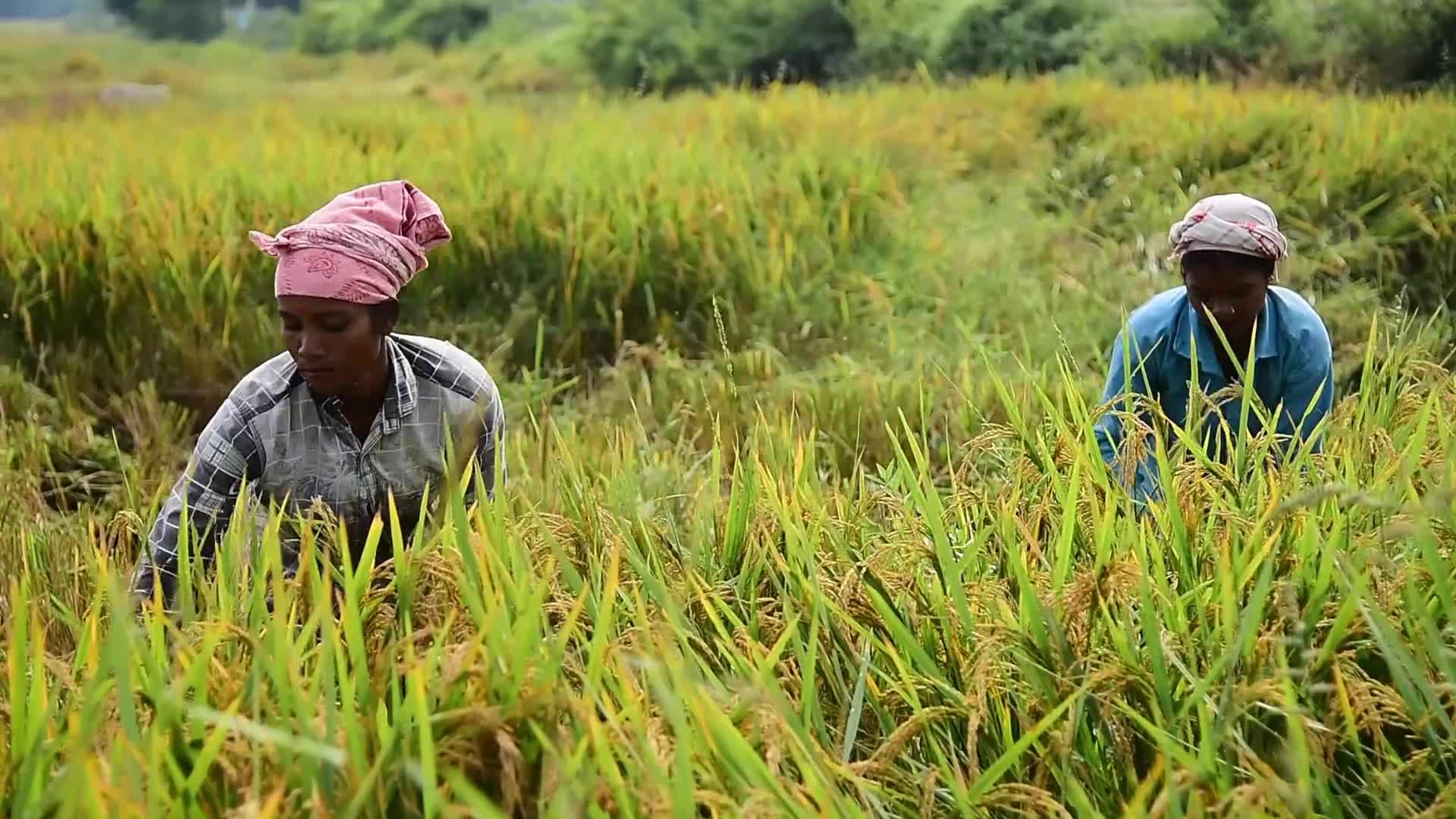 Rice Harvesting In India