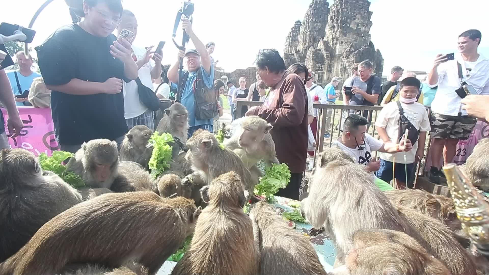 Monkey Buffet In Thailand