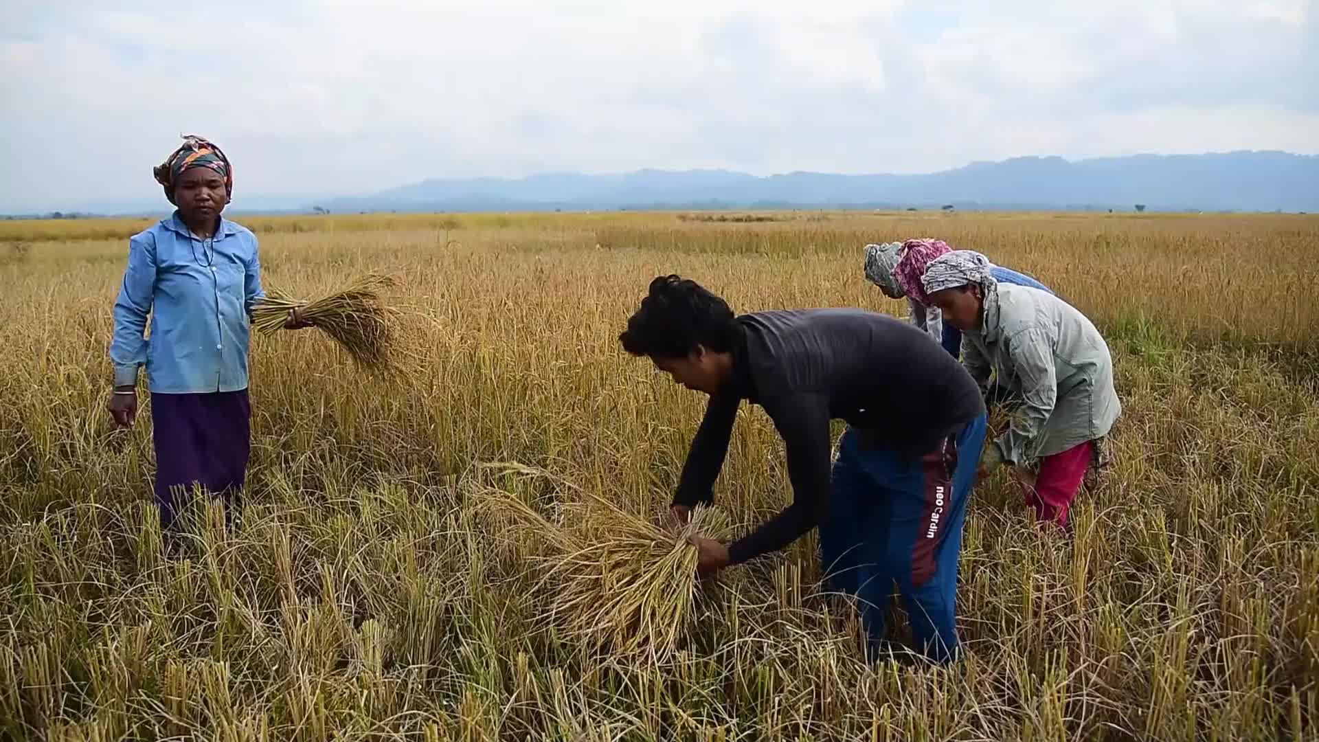 Rice Harvesting In India