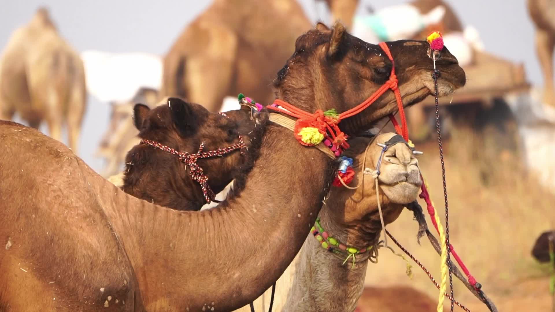 World's Largest Camel Fairs In India