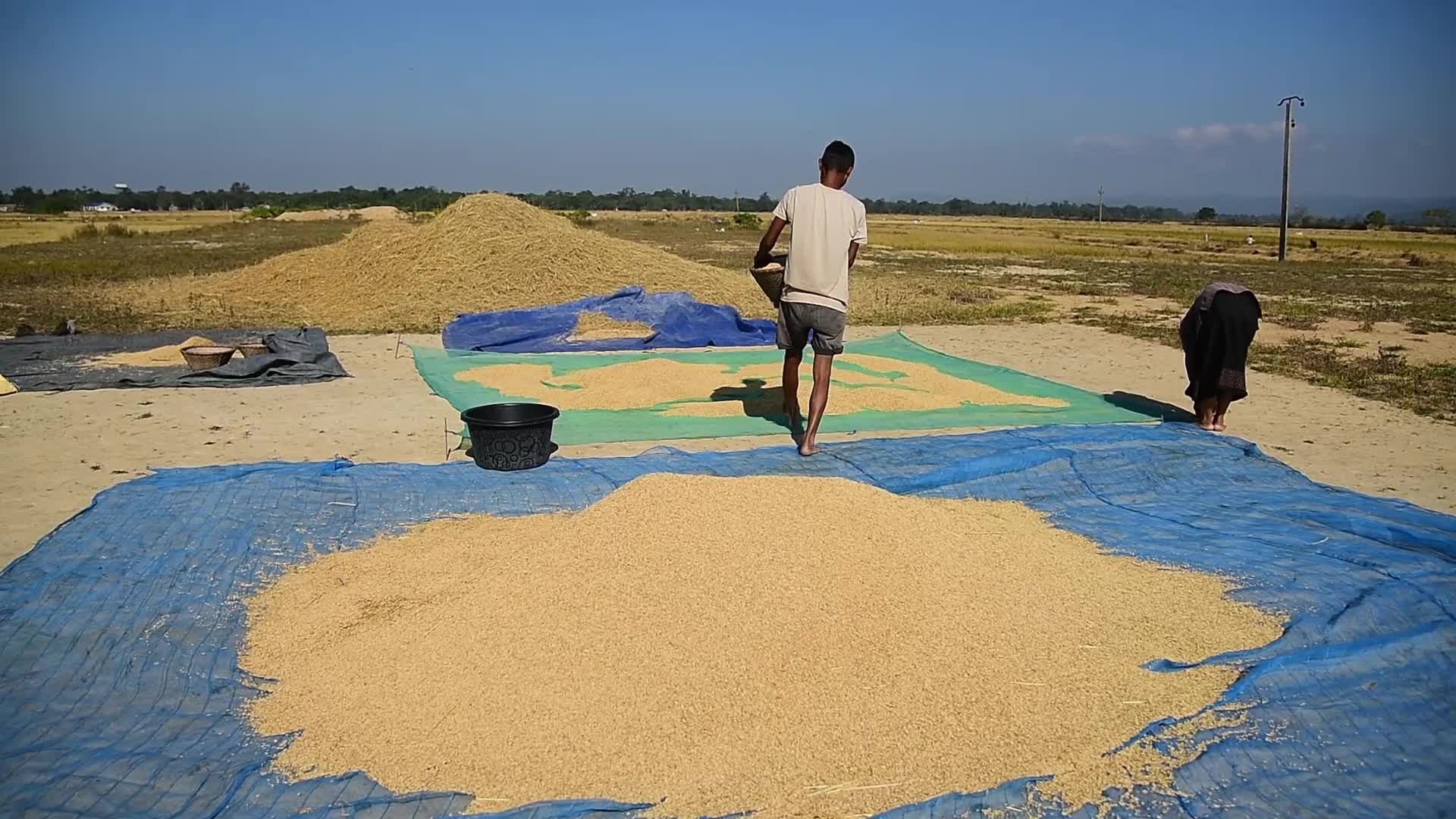 Rice Harvesting In India