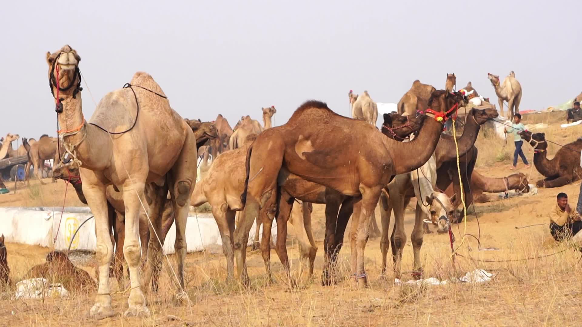 World's Largest Camel Fairs In India