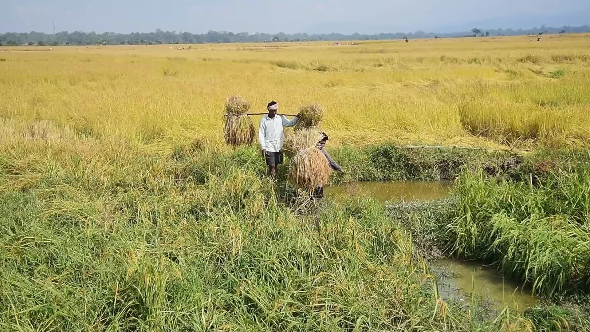 Rice Harvesting In India