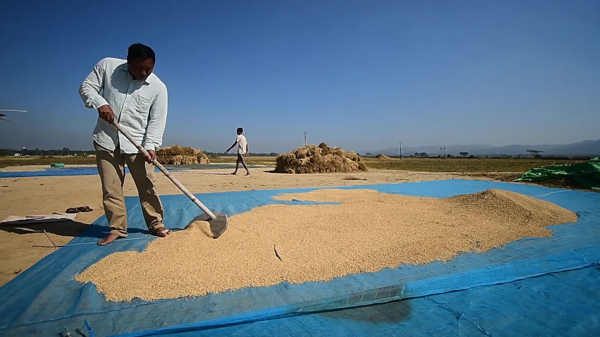 Rice Harvesting In India