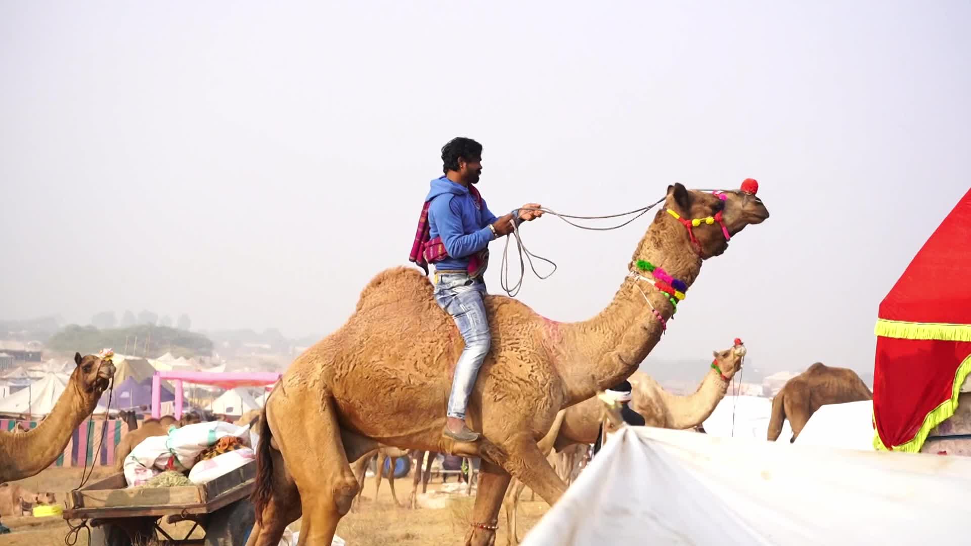 World's Largest Camel Fairs In India