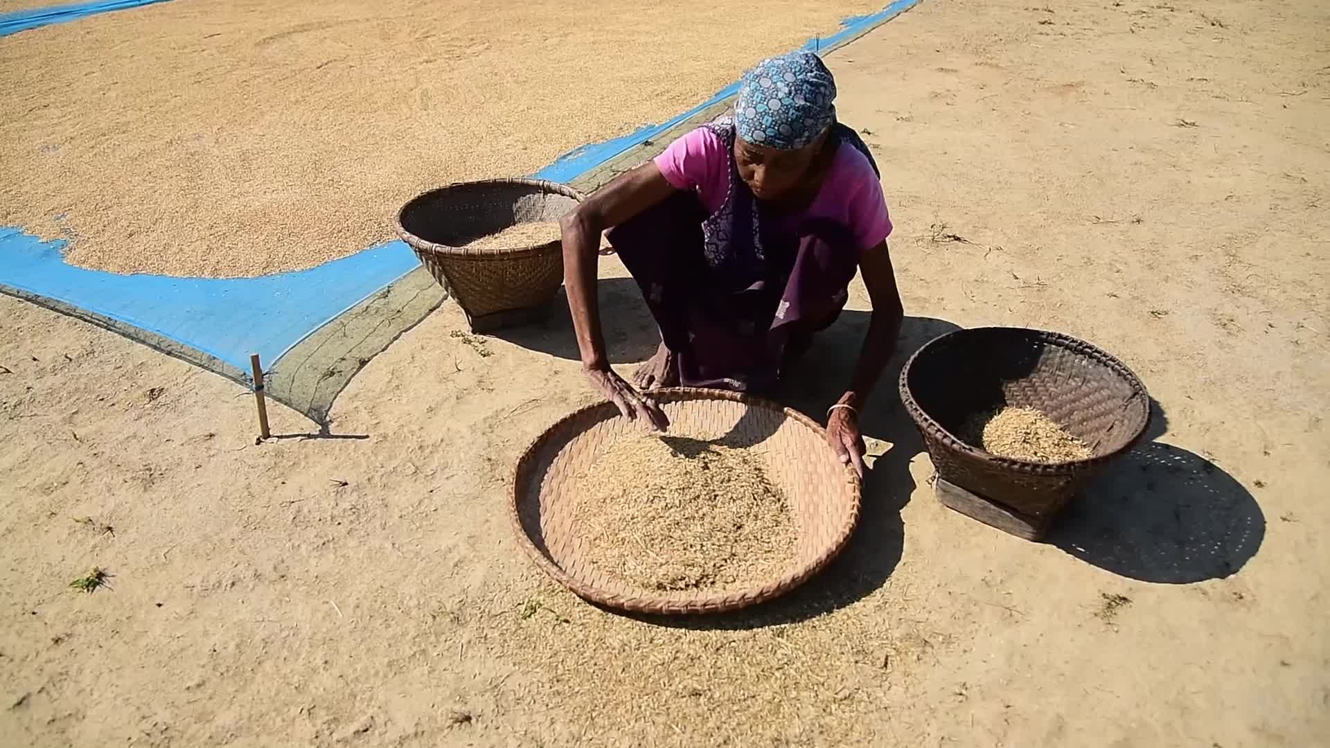 Rice Harvesting In India
