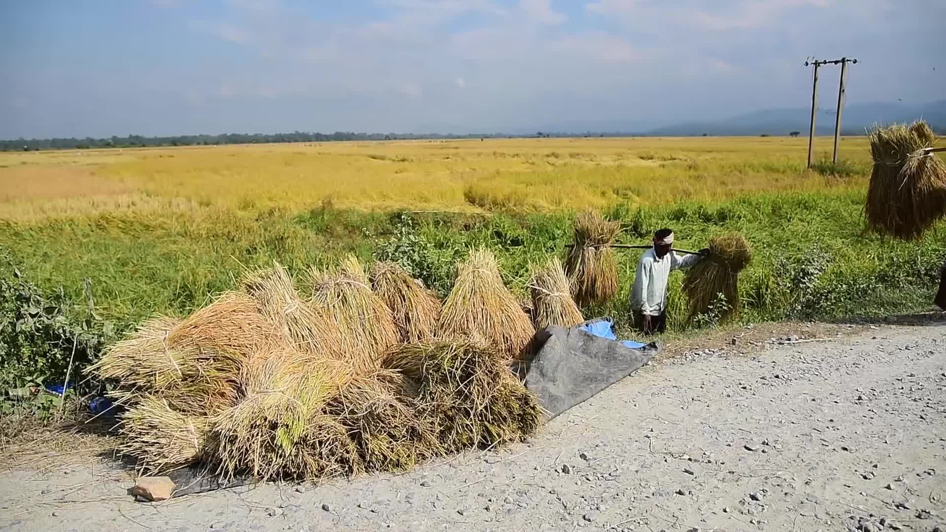 Rice Harvesting In India