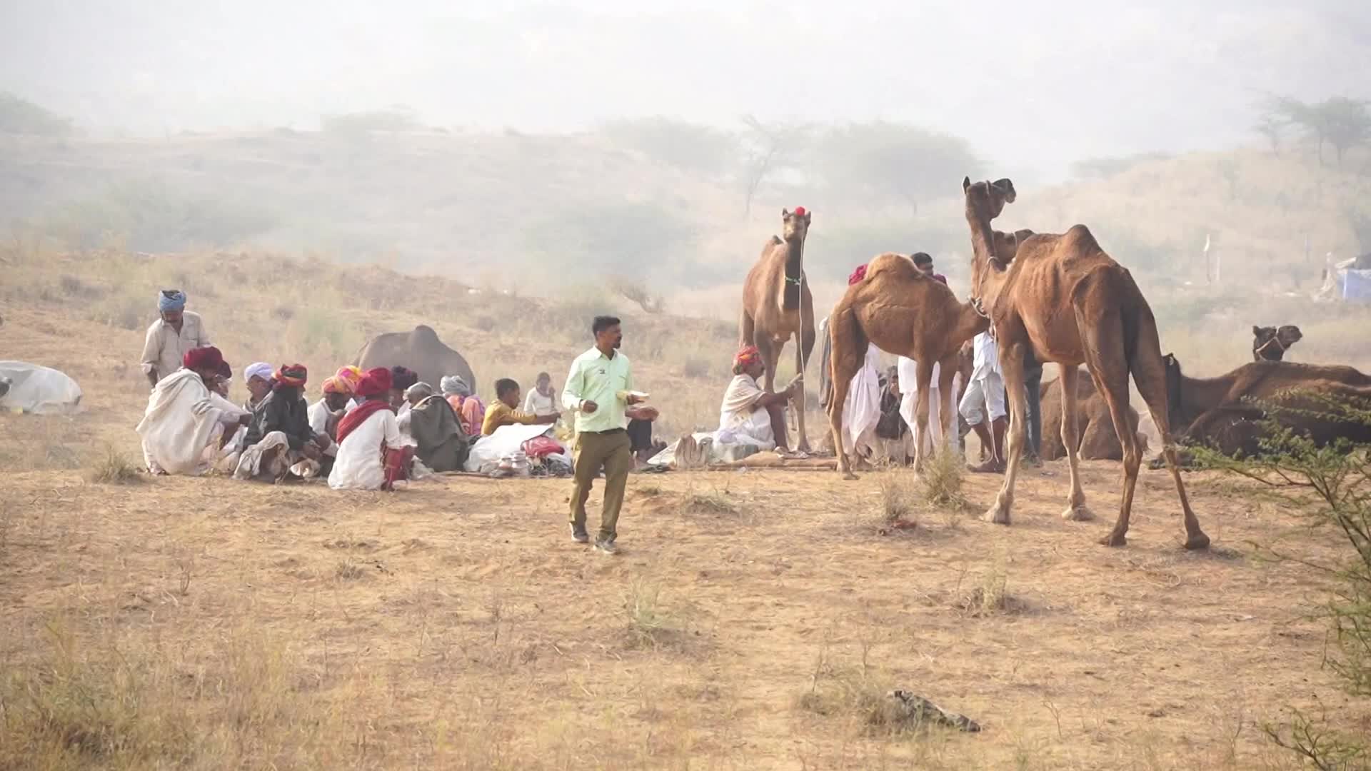 World's Largest Camel Fairs In India