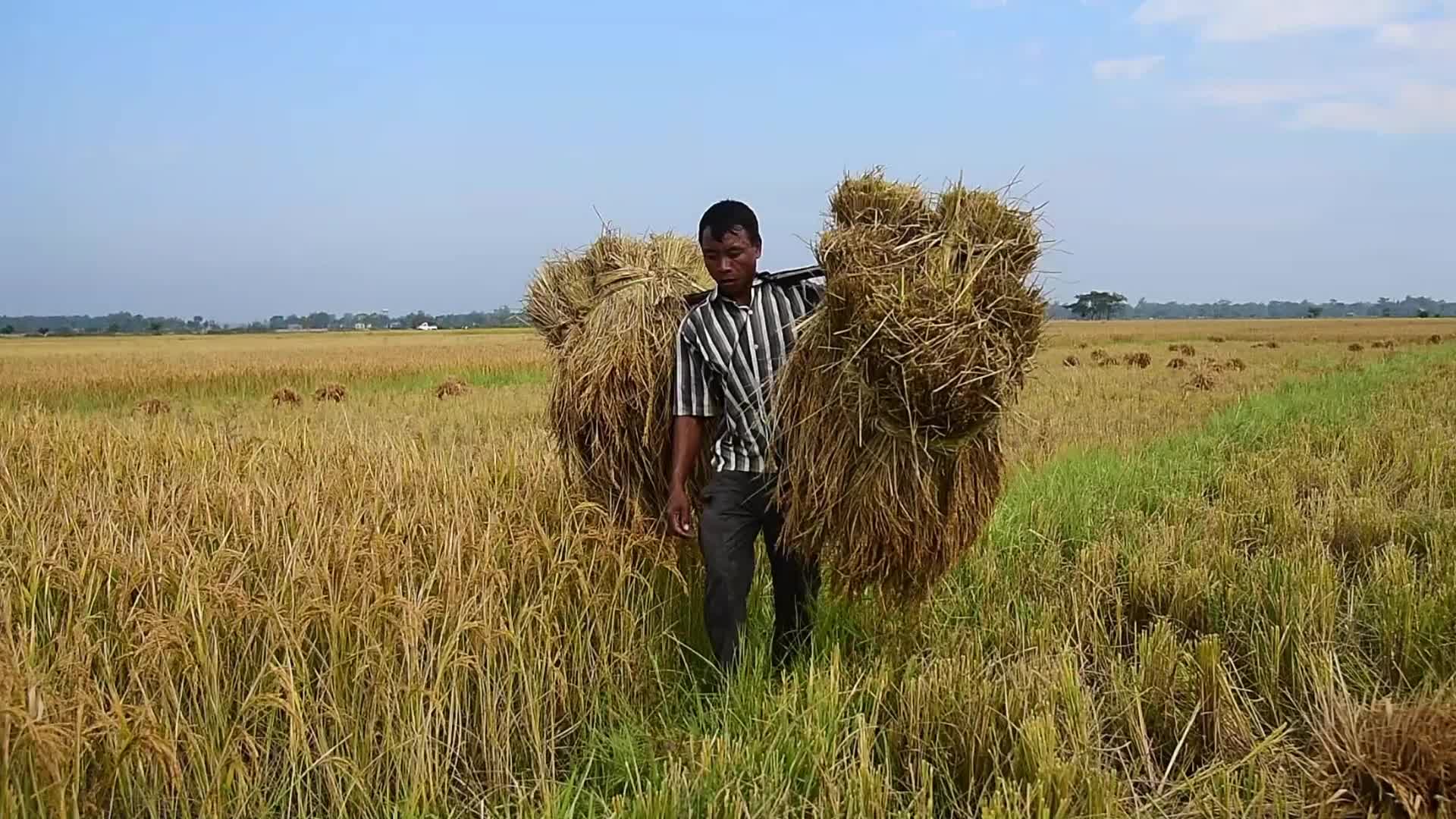Rice Harvesting In India