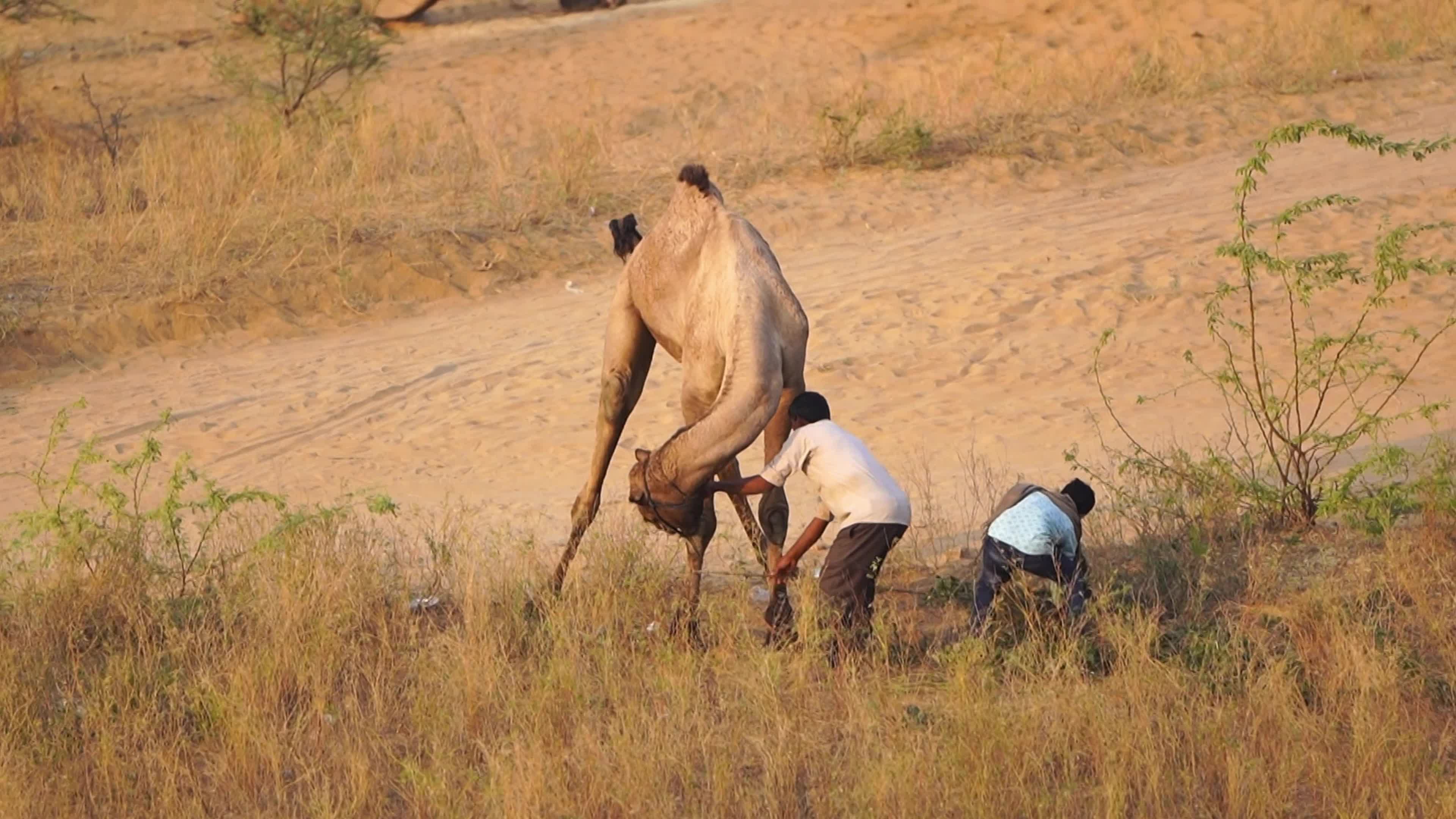 World's Largest Camel Fairs In India