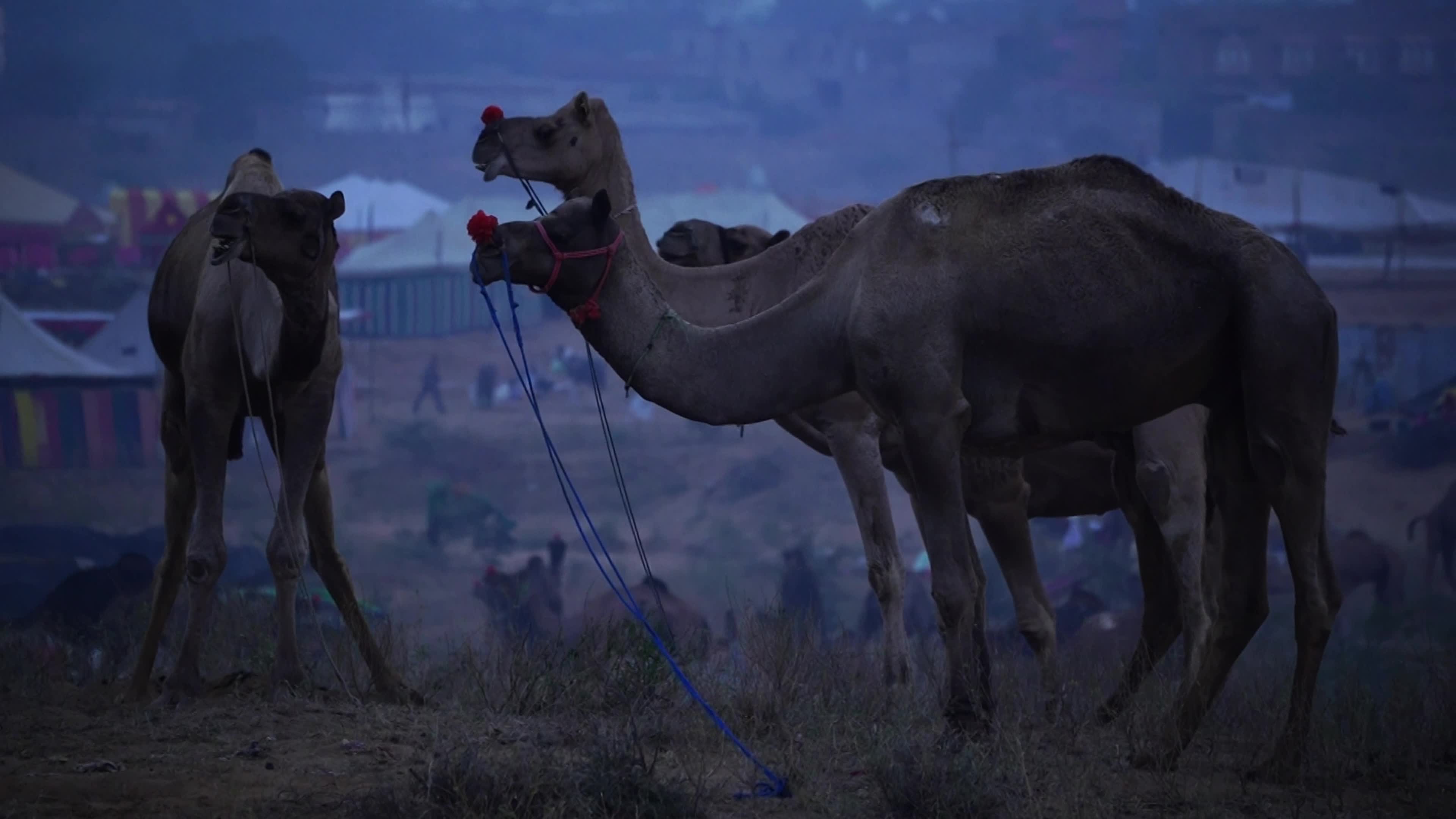 World's Largest Camel Fairs In India