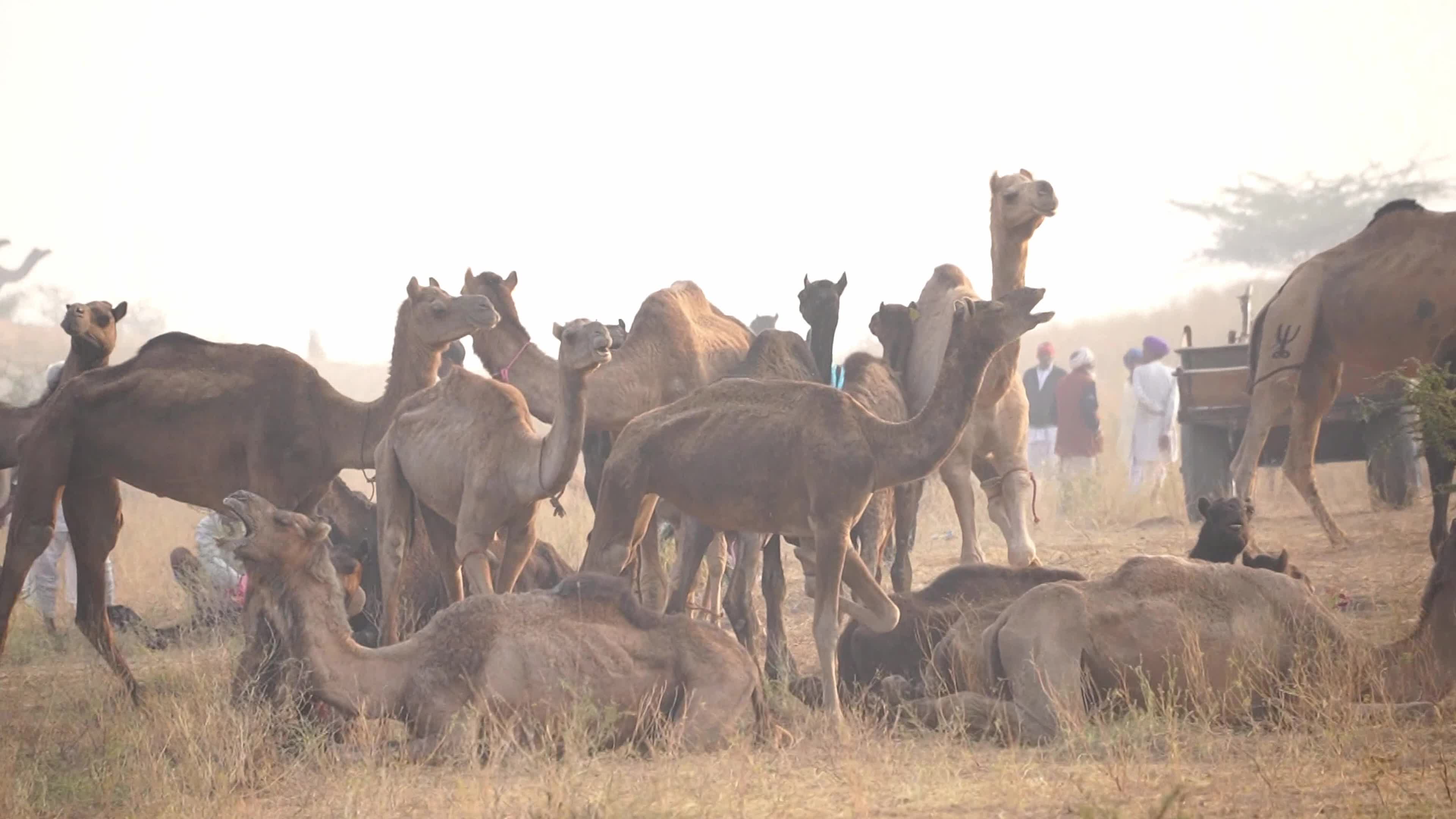 World's Largest Camel Fairs In India