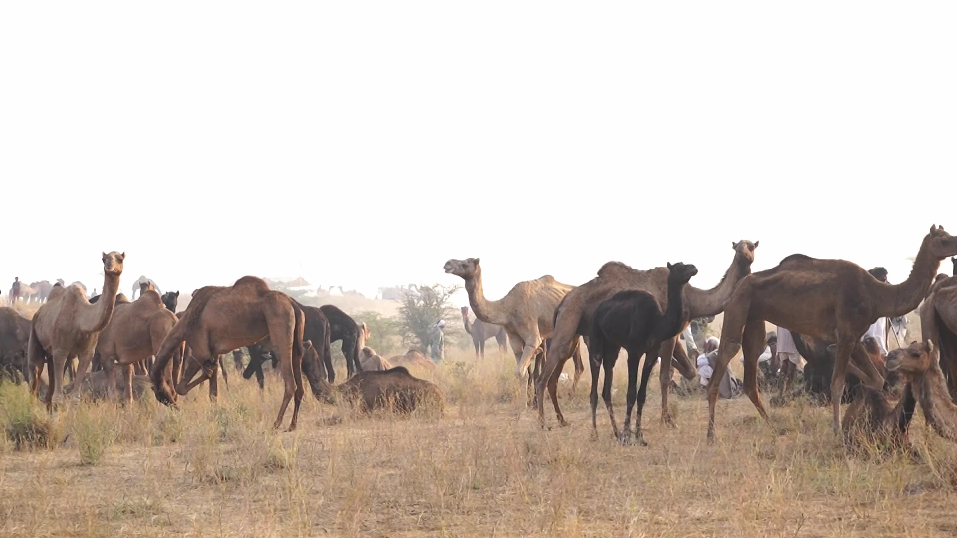 World's Largest Camel Fairs In India