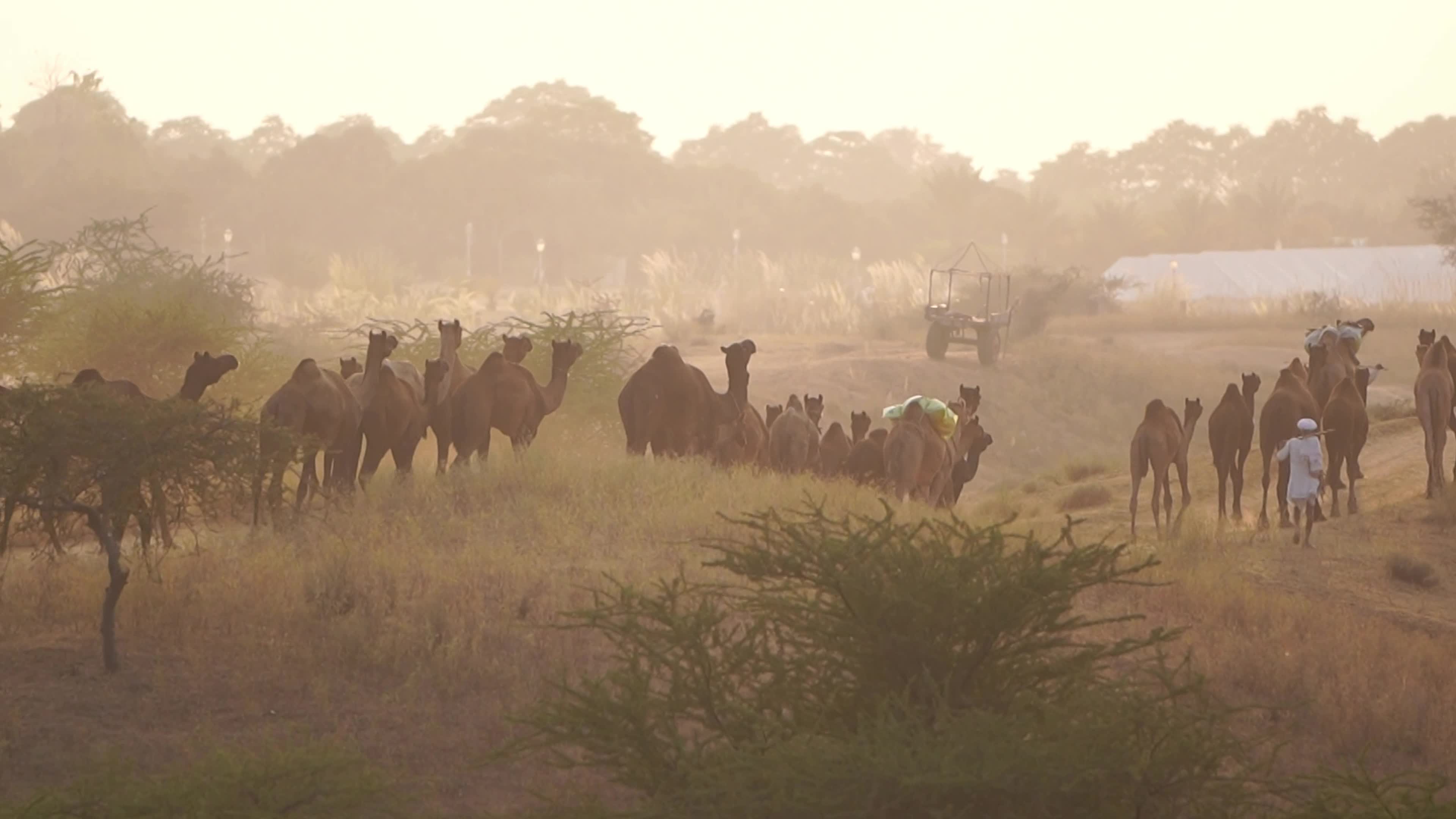 World's Largest Camel Fairs In India
