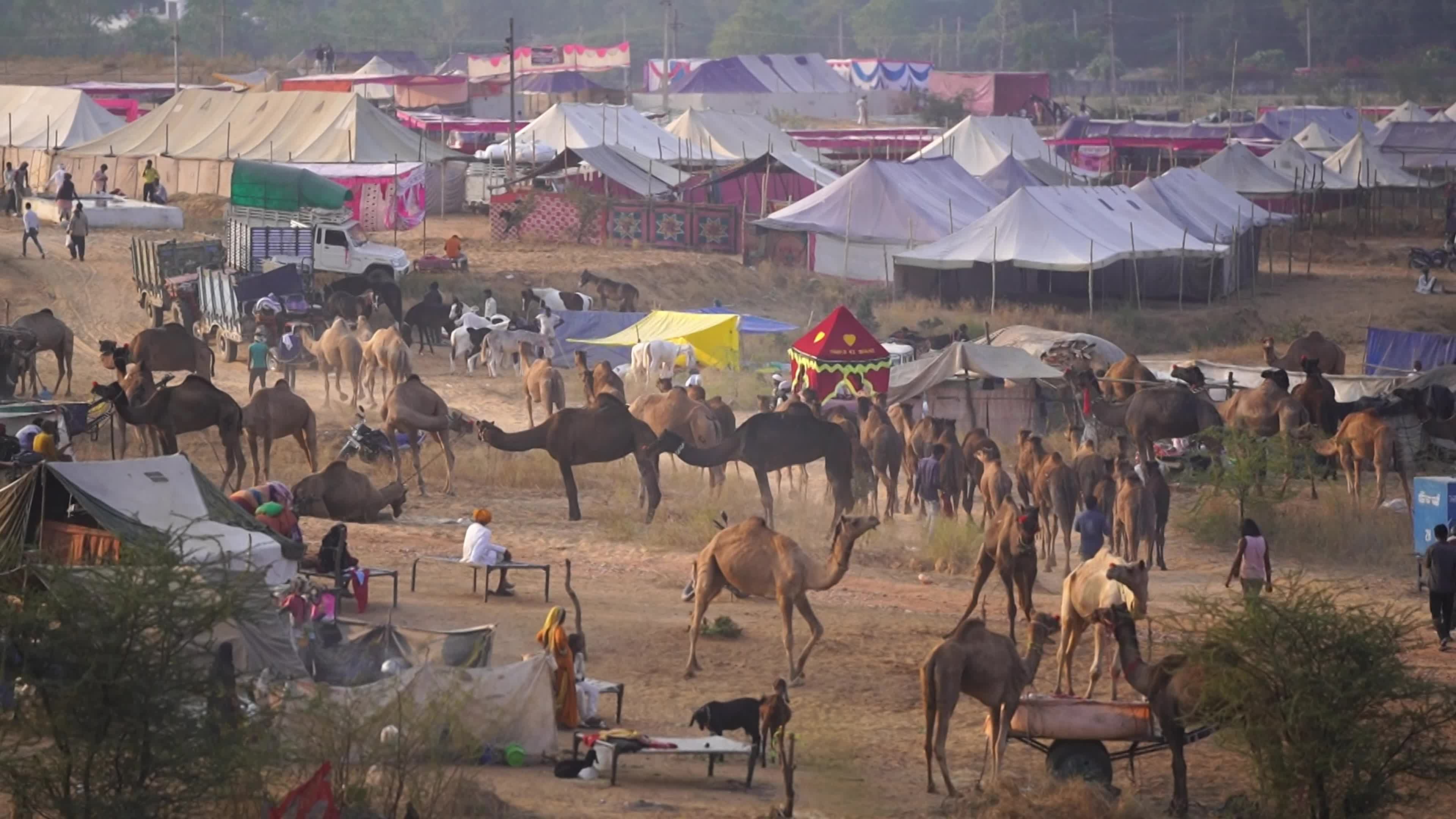 World's Largest Camel Fairs In India