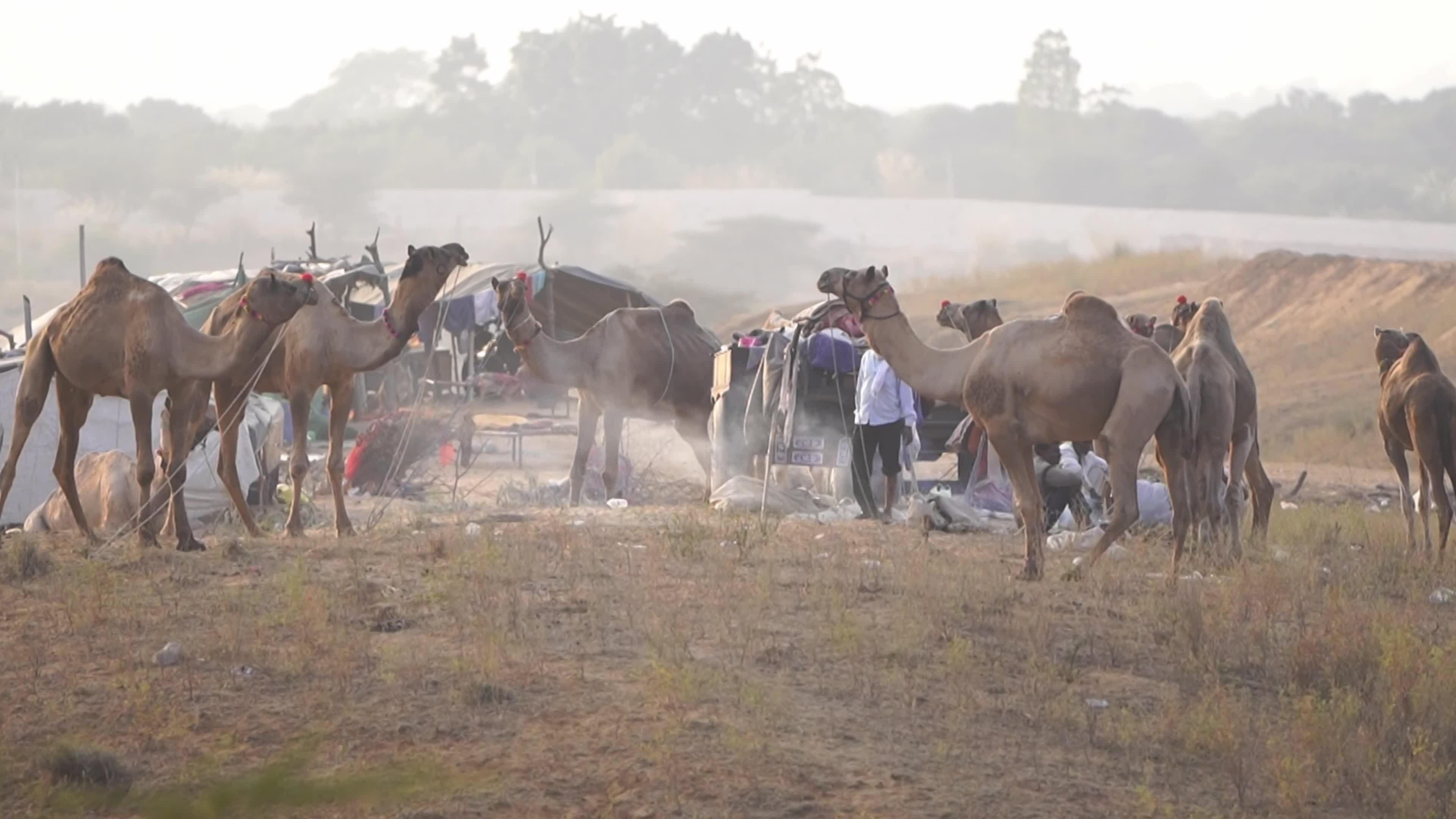 World's Largest Camel Fairs In India