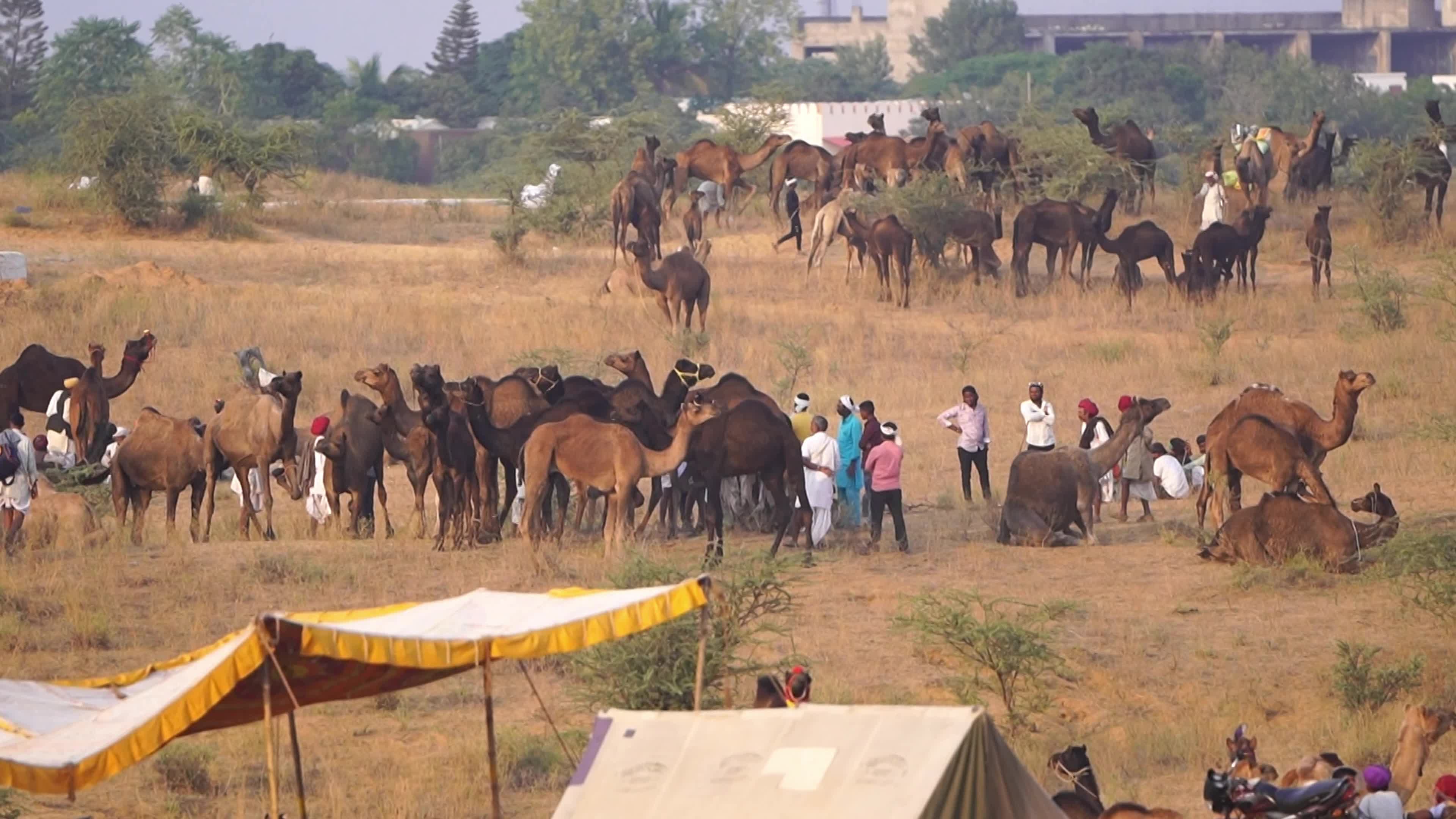 World's Largest Camel Fairs In India