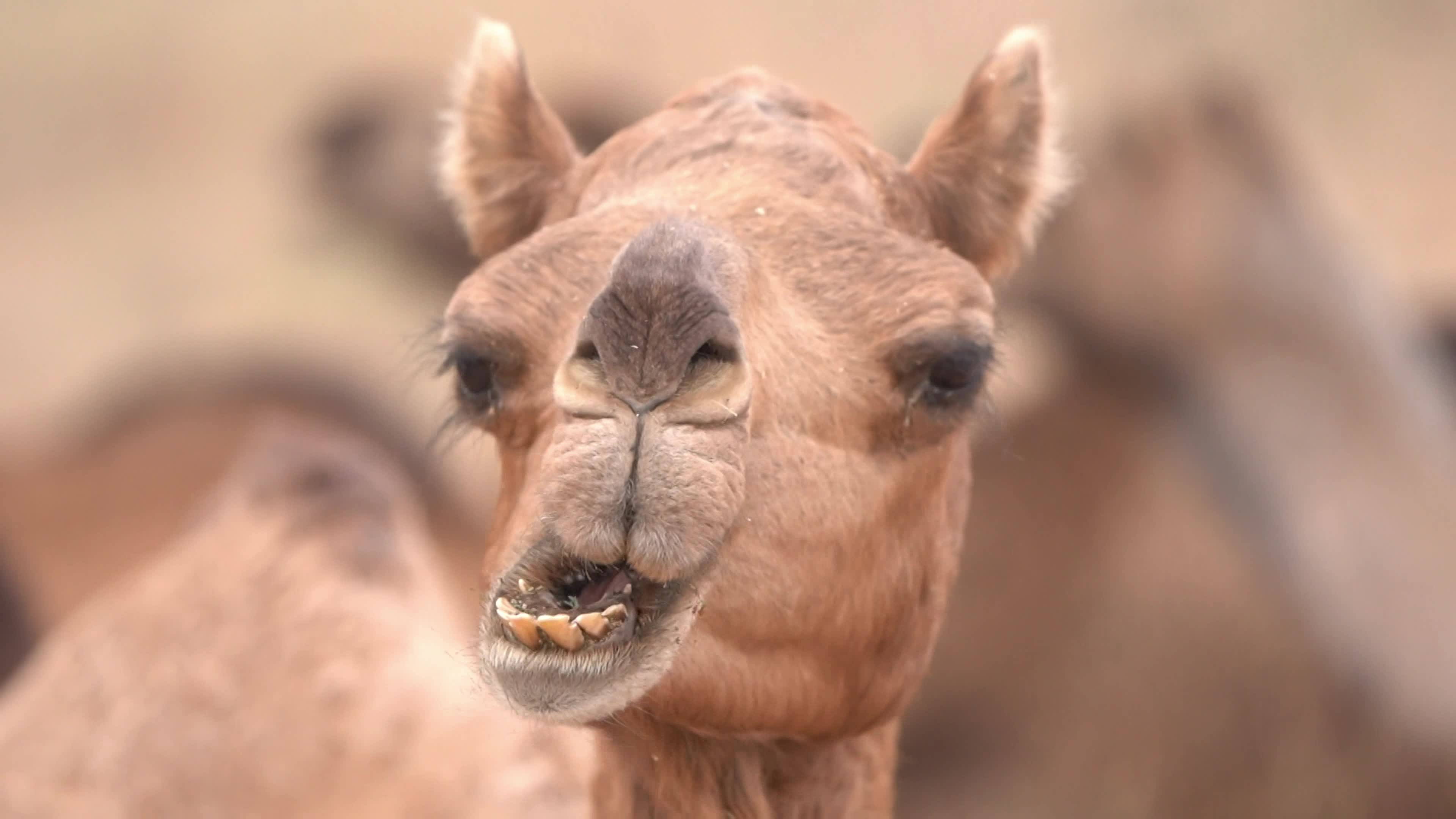 World's Largest Camel Fairs In India