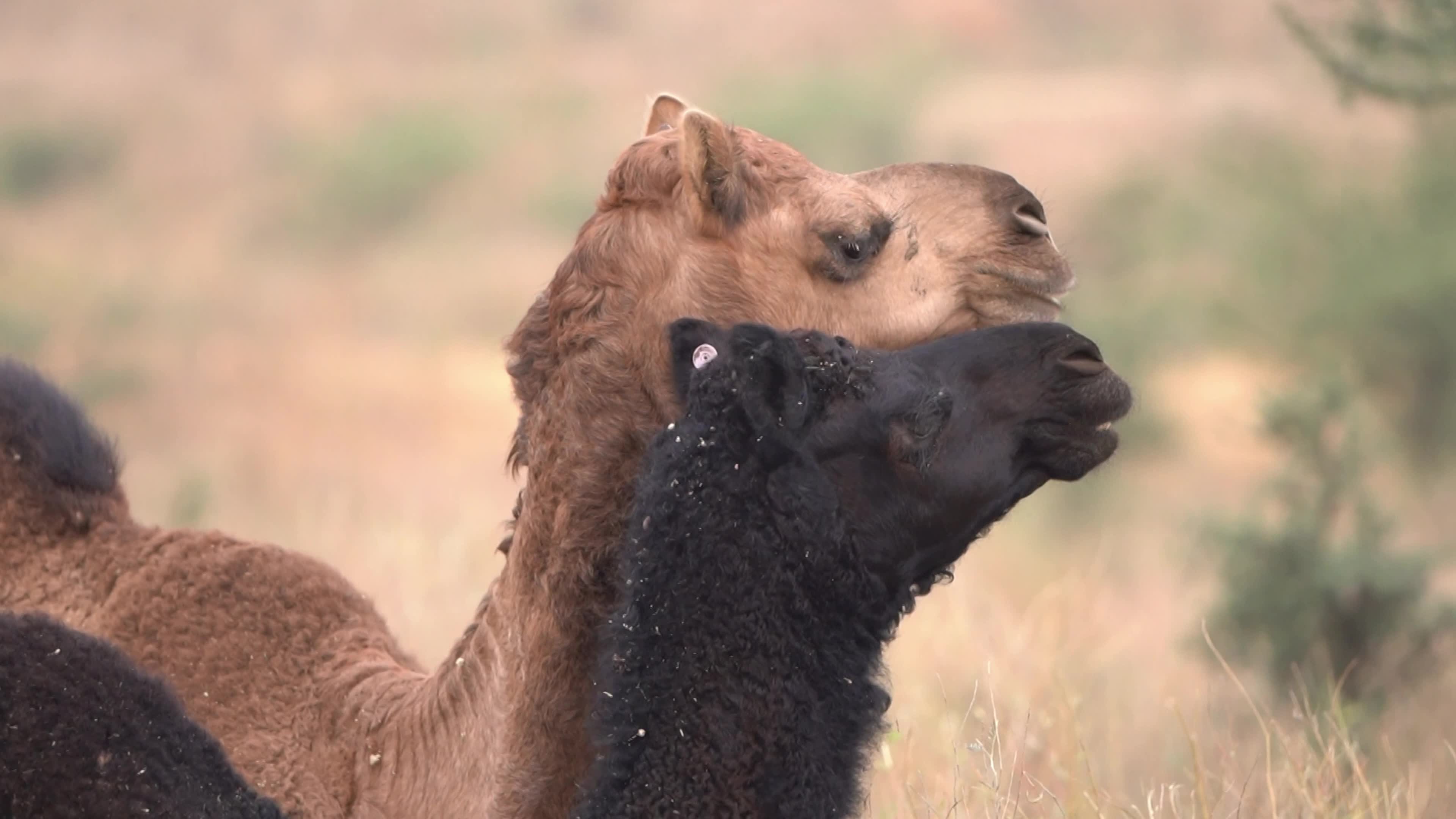 World's Largest Camel Fairs In India
