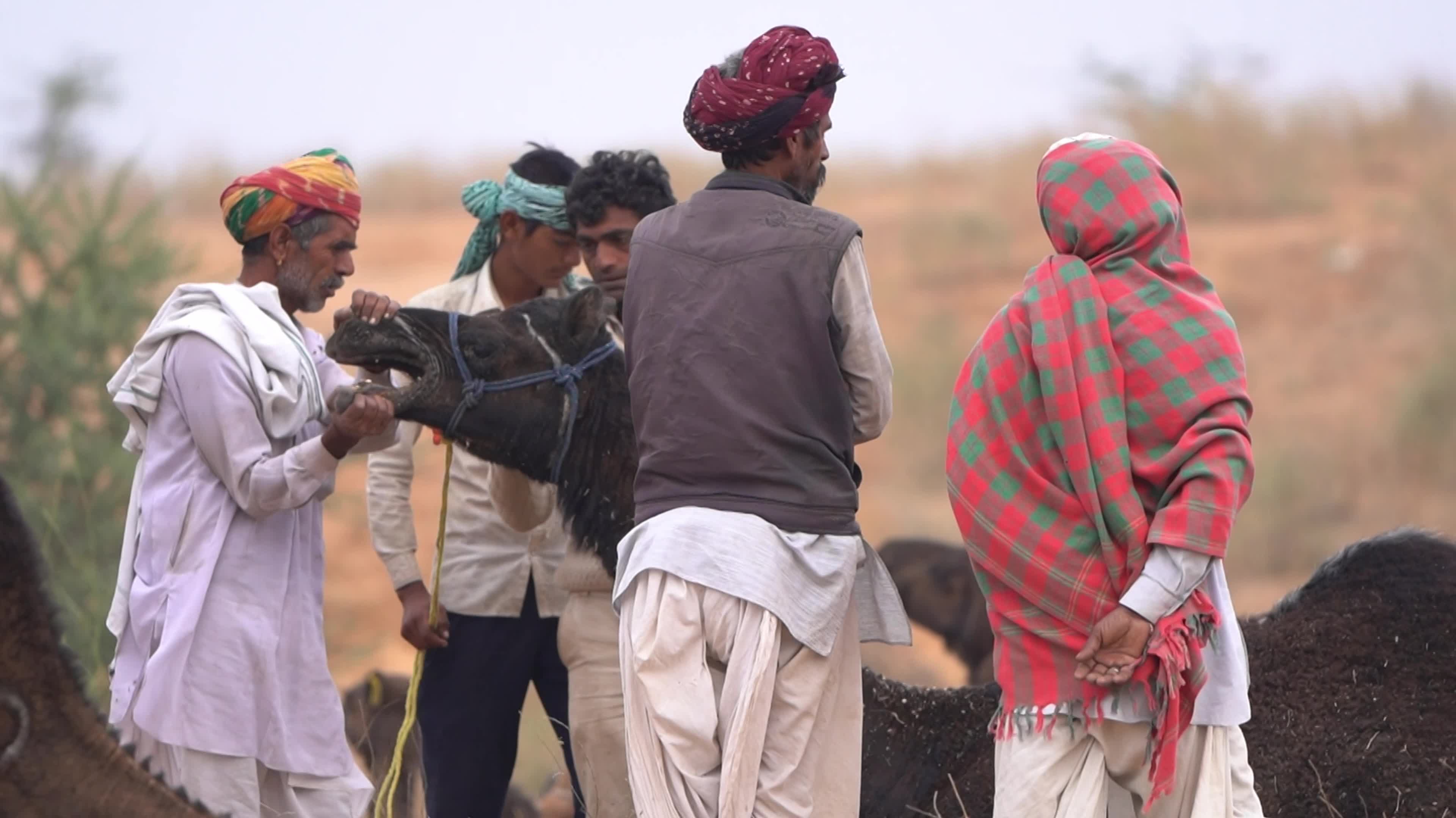 World's Largest Camel Fairs In India