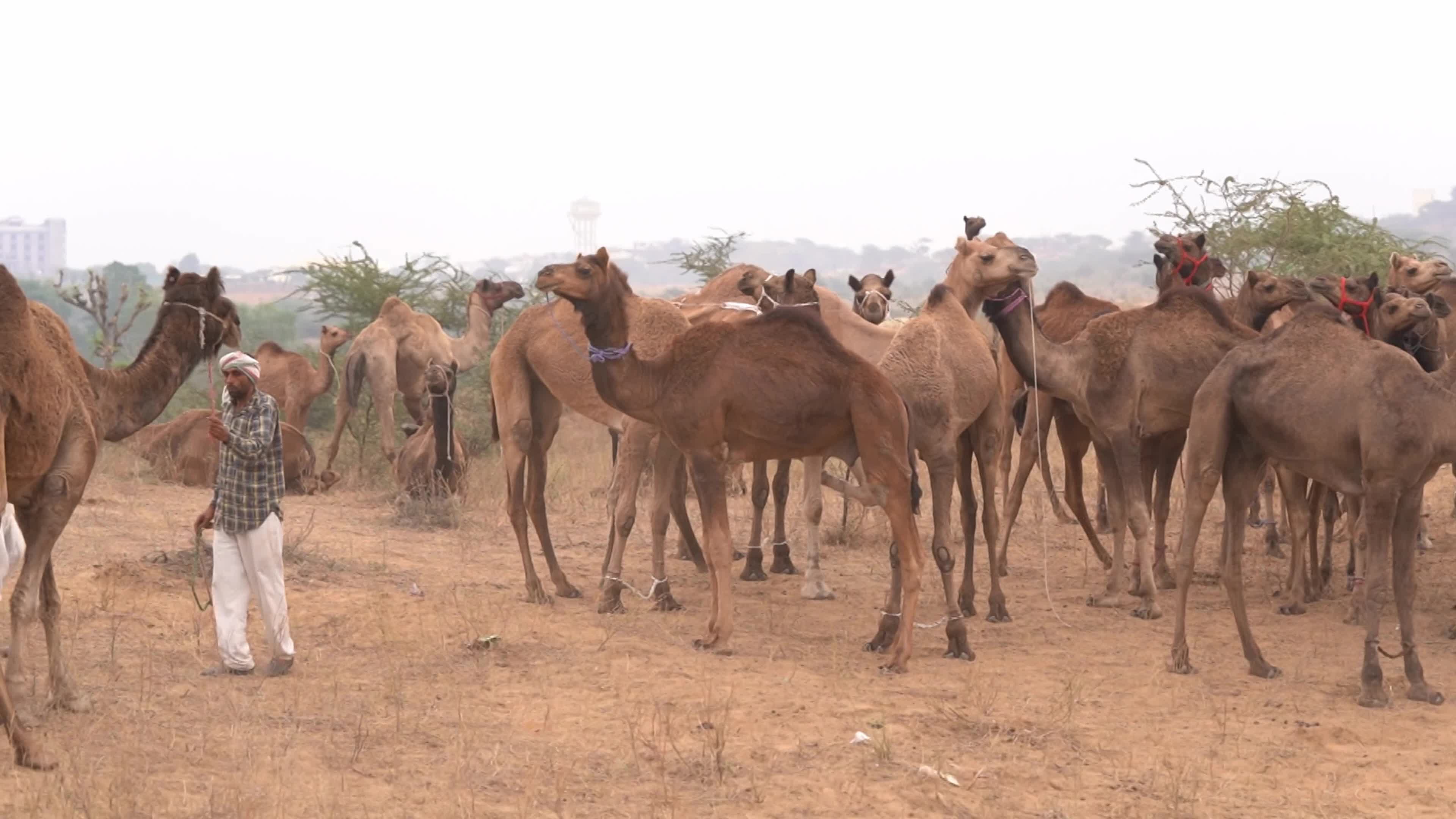 World's Largest Camel Fairs In India