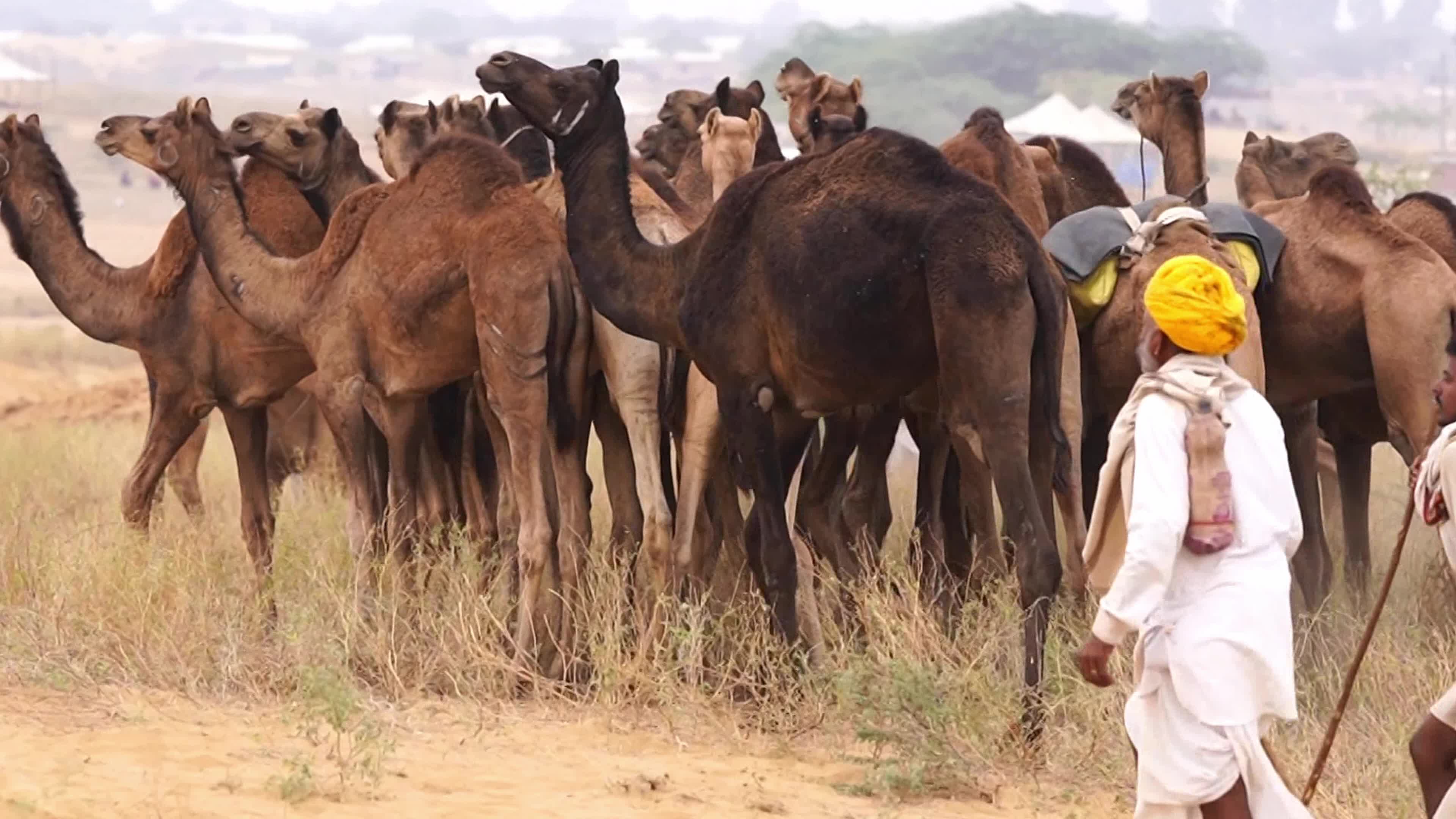 World's Largest Camel Fairs In India