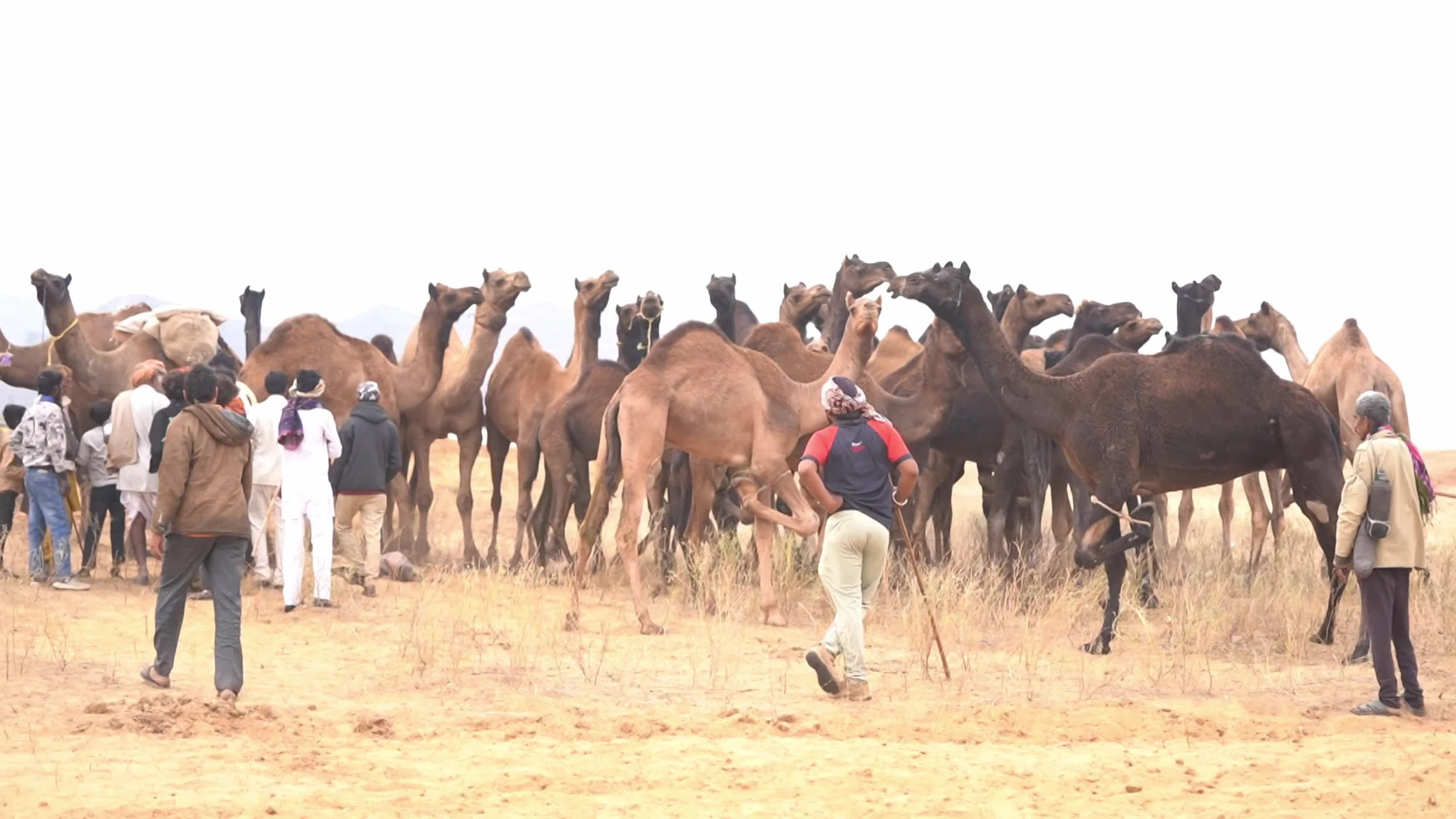 World's Largest Camel Fairs In India