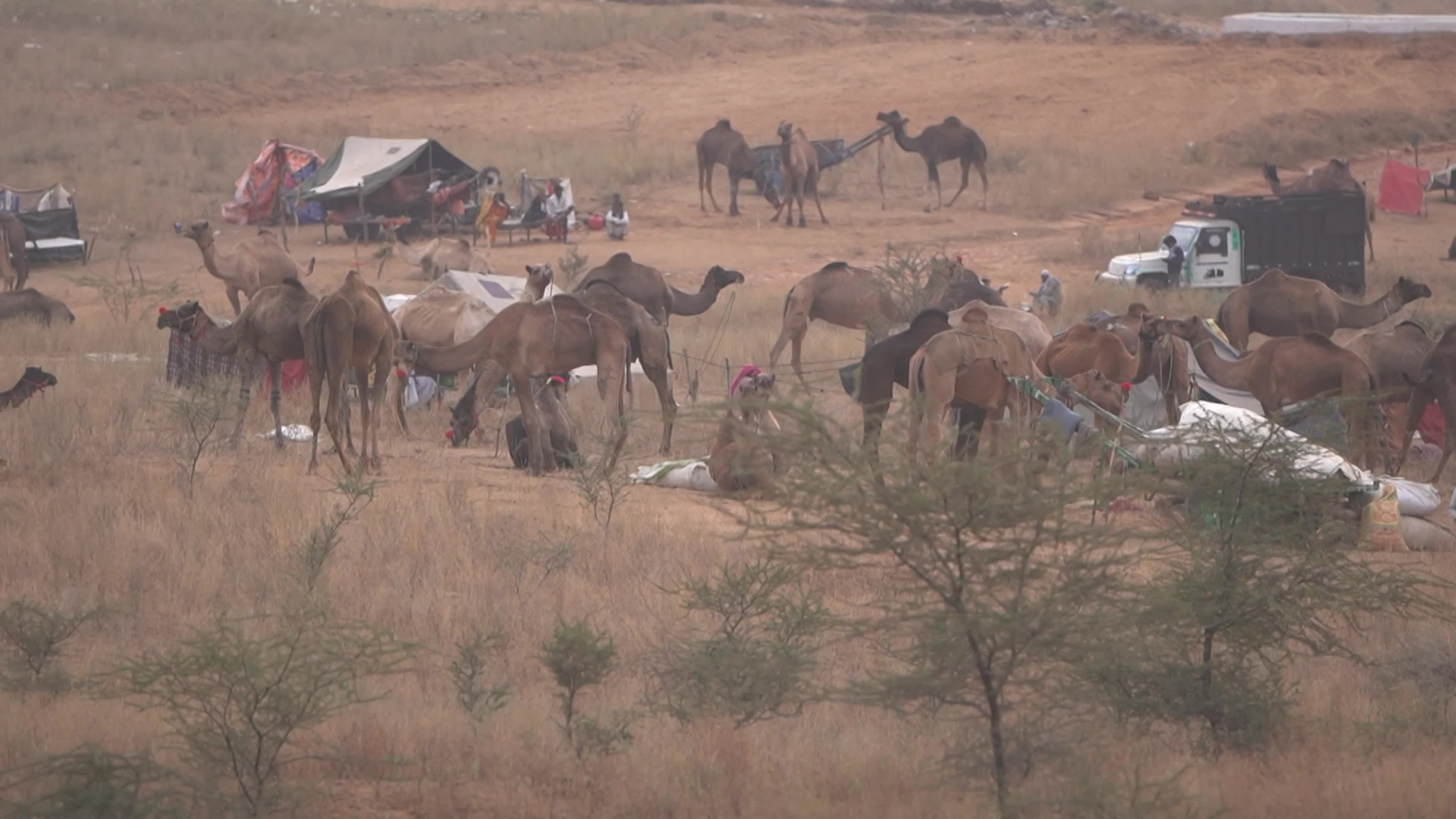 World's Largest Camel Fairs In India