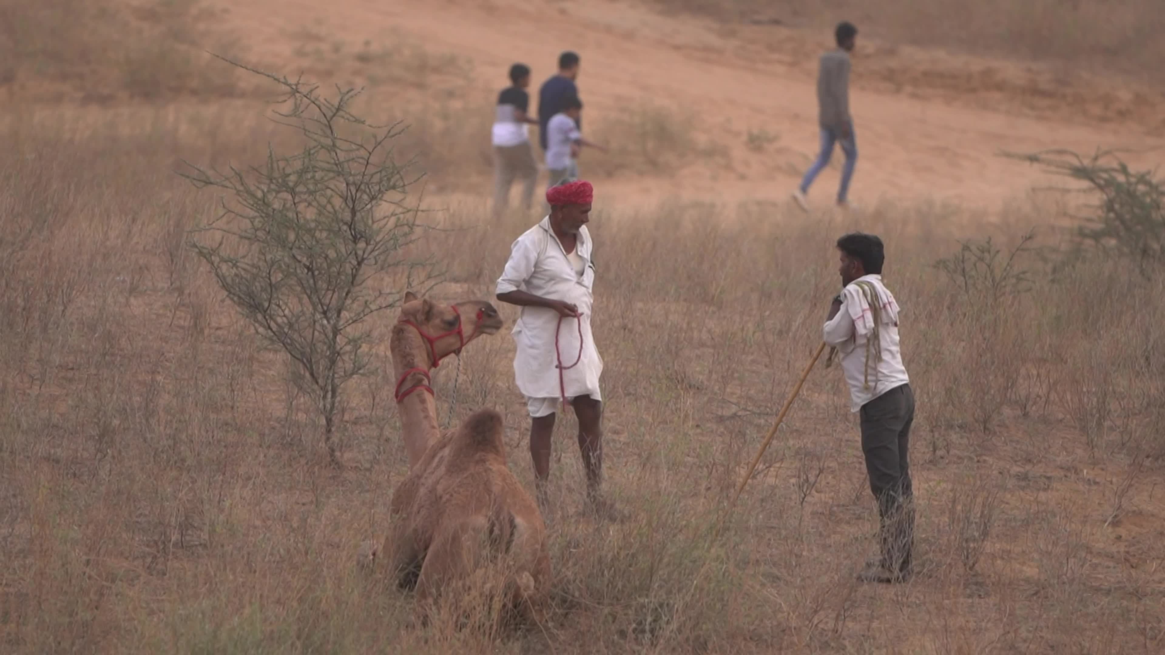World's Largest Camel Fairs In India