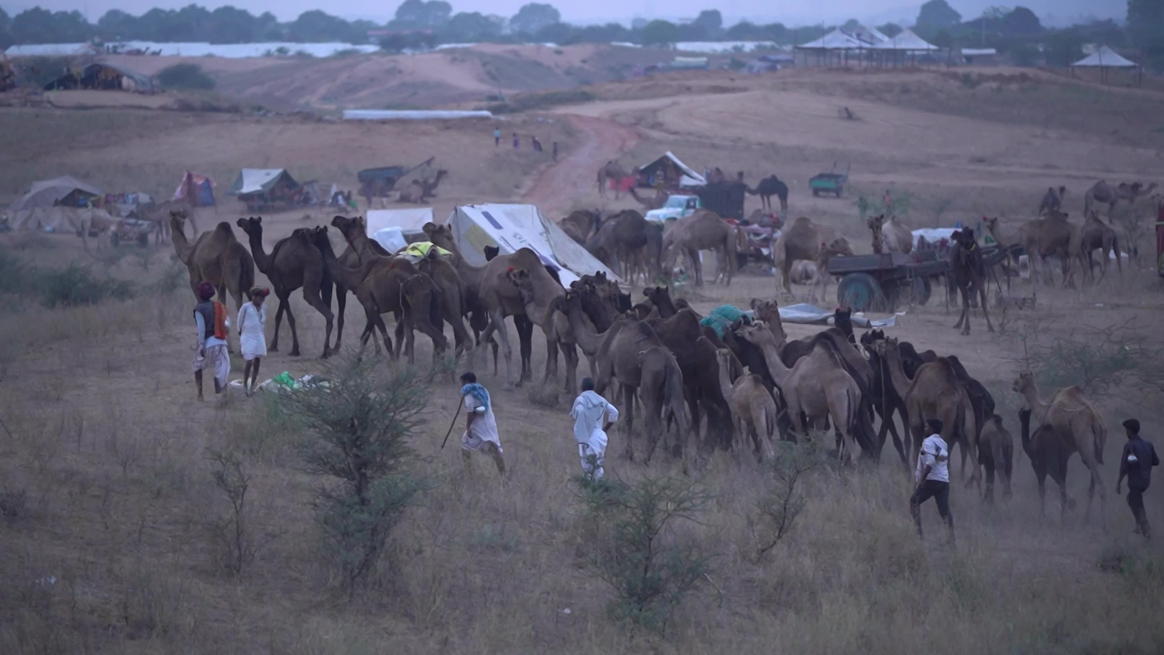 World's Largest Camel Fairs In India