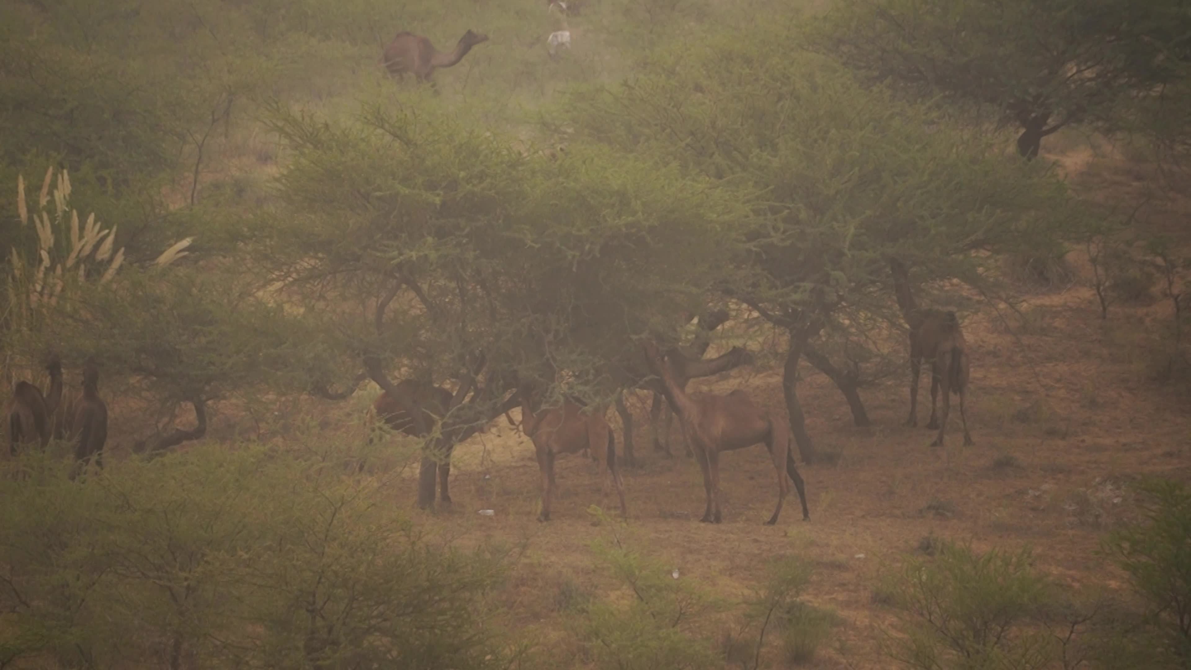 World's Largest Camel Fairs In India