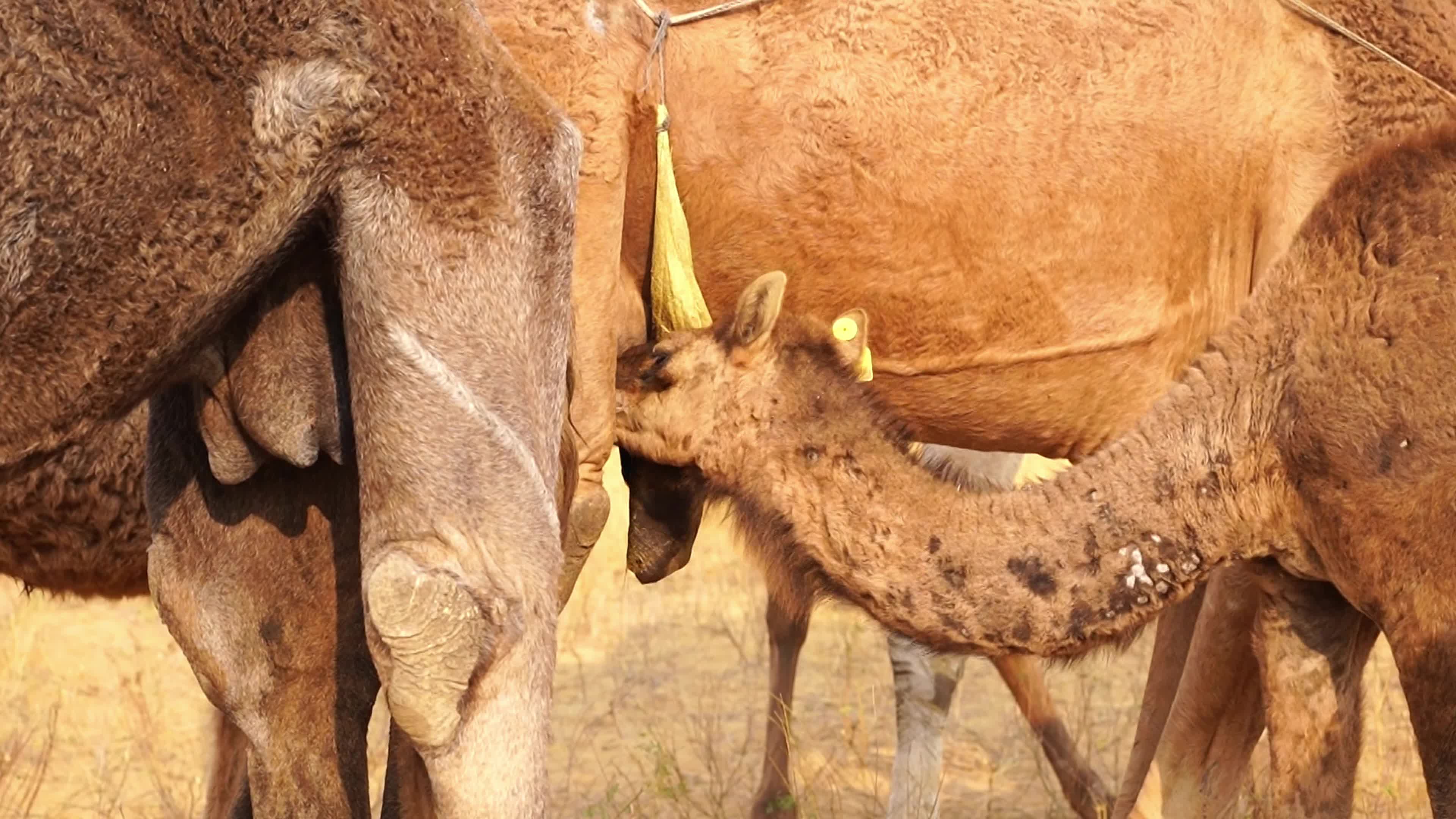 World's Largest Camel Fairs In India