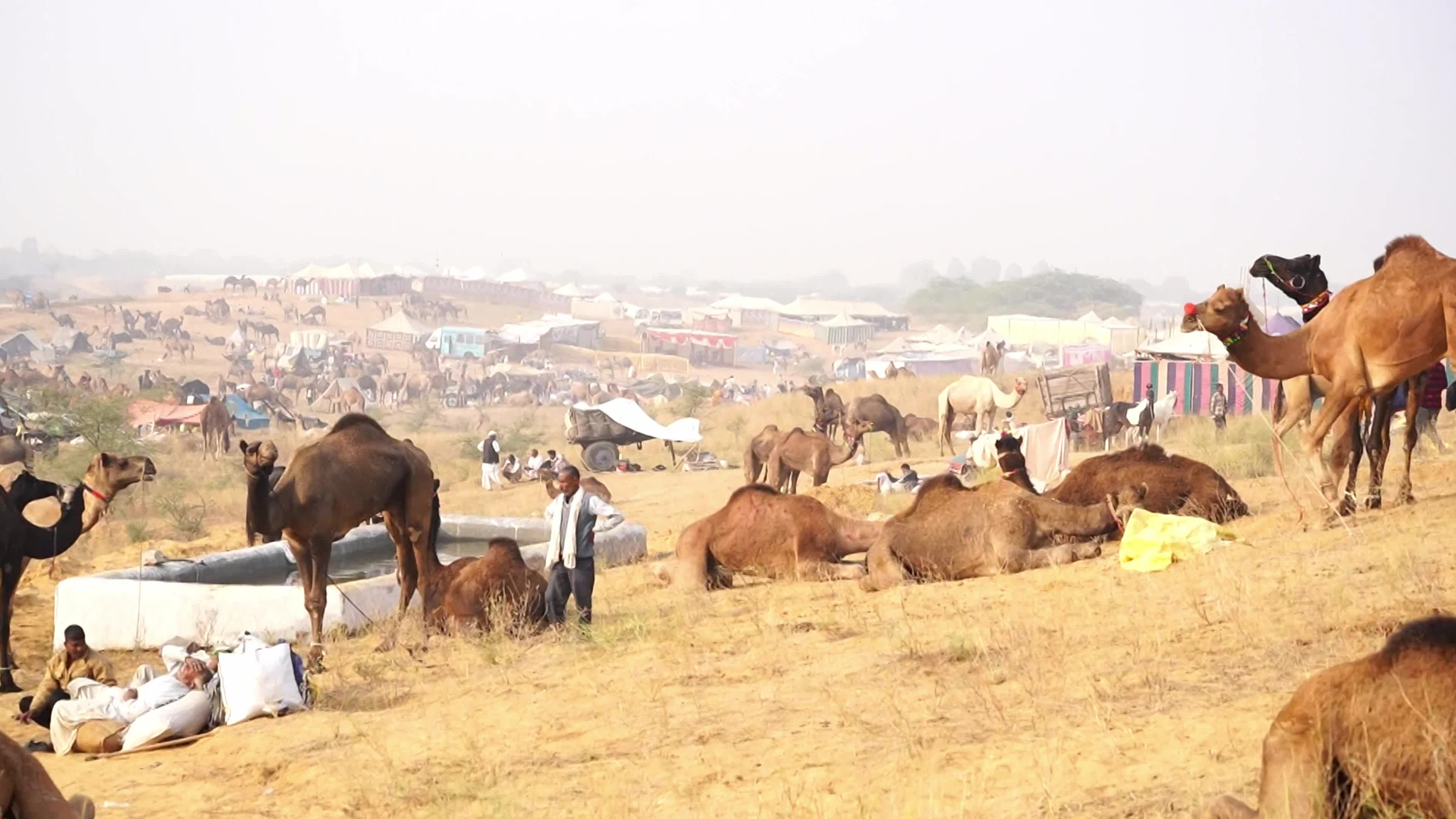 World's Largest Camel Fairs In India