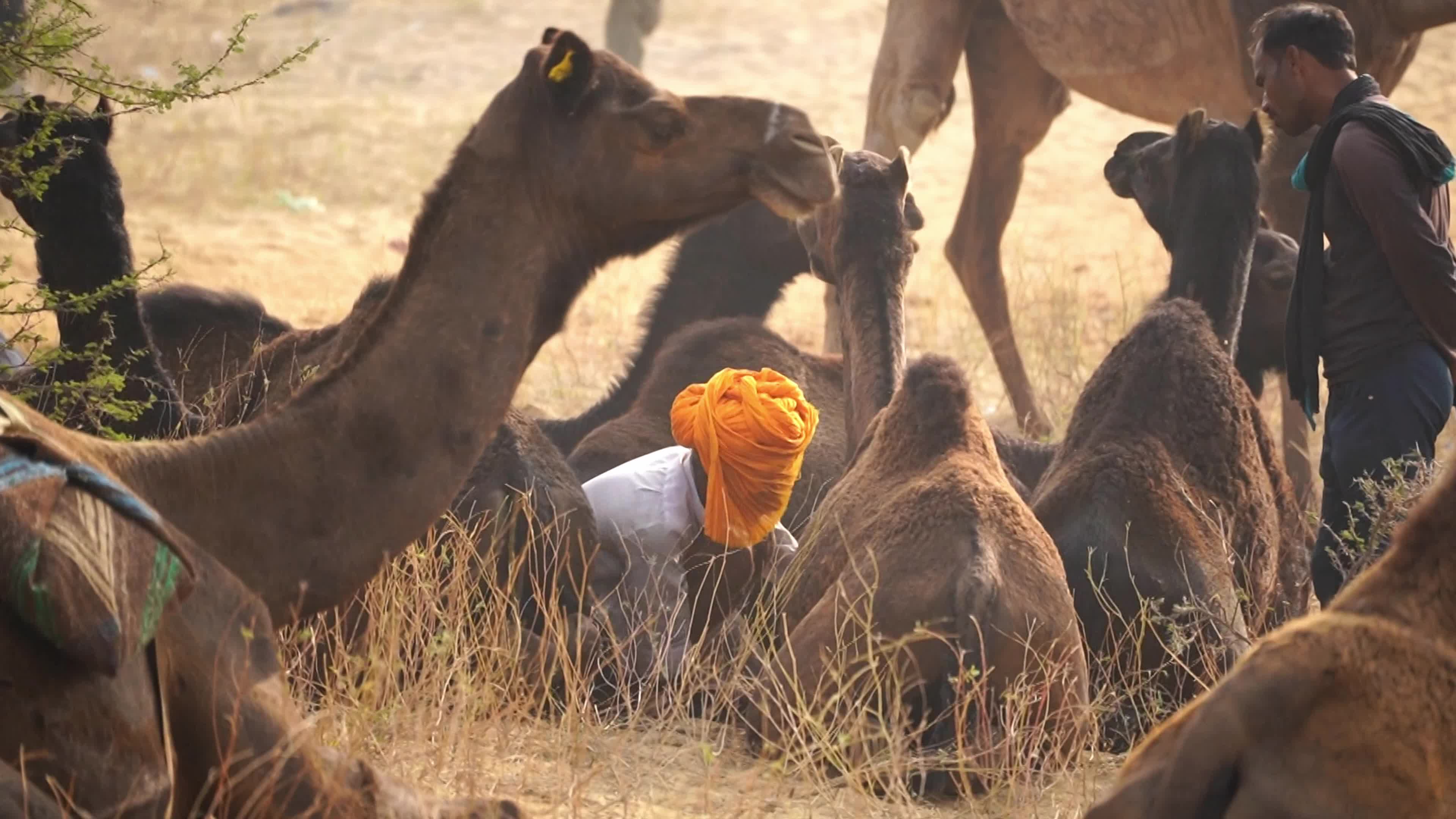 World's Largest Camel Fairs In India