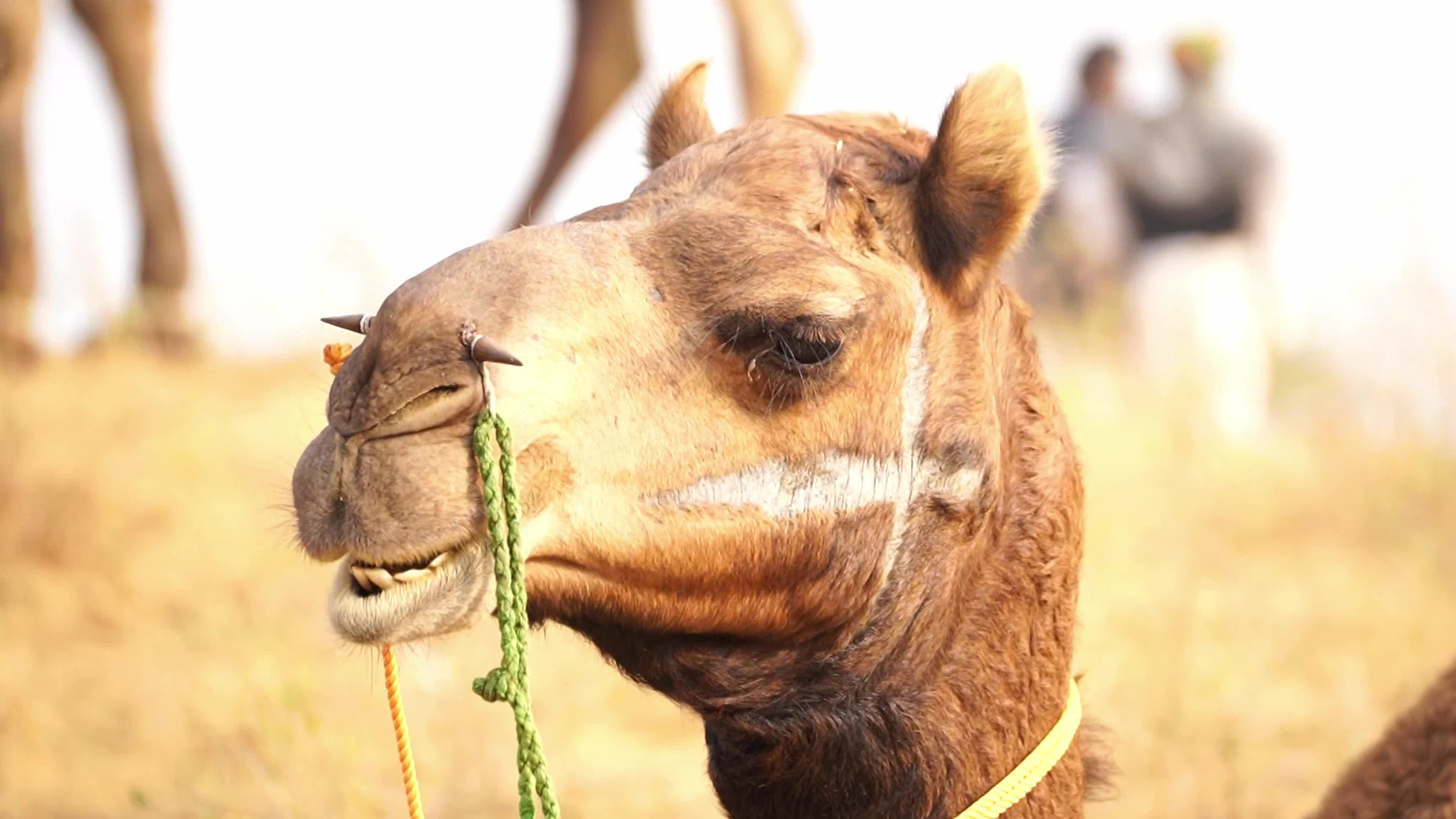 World's Largest Camel Fairs In India