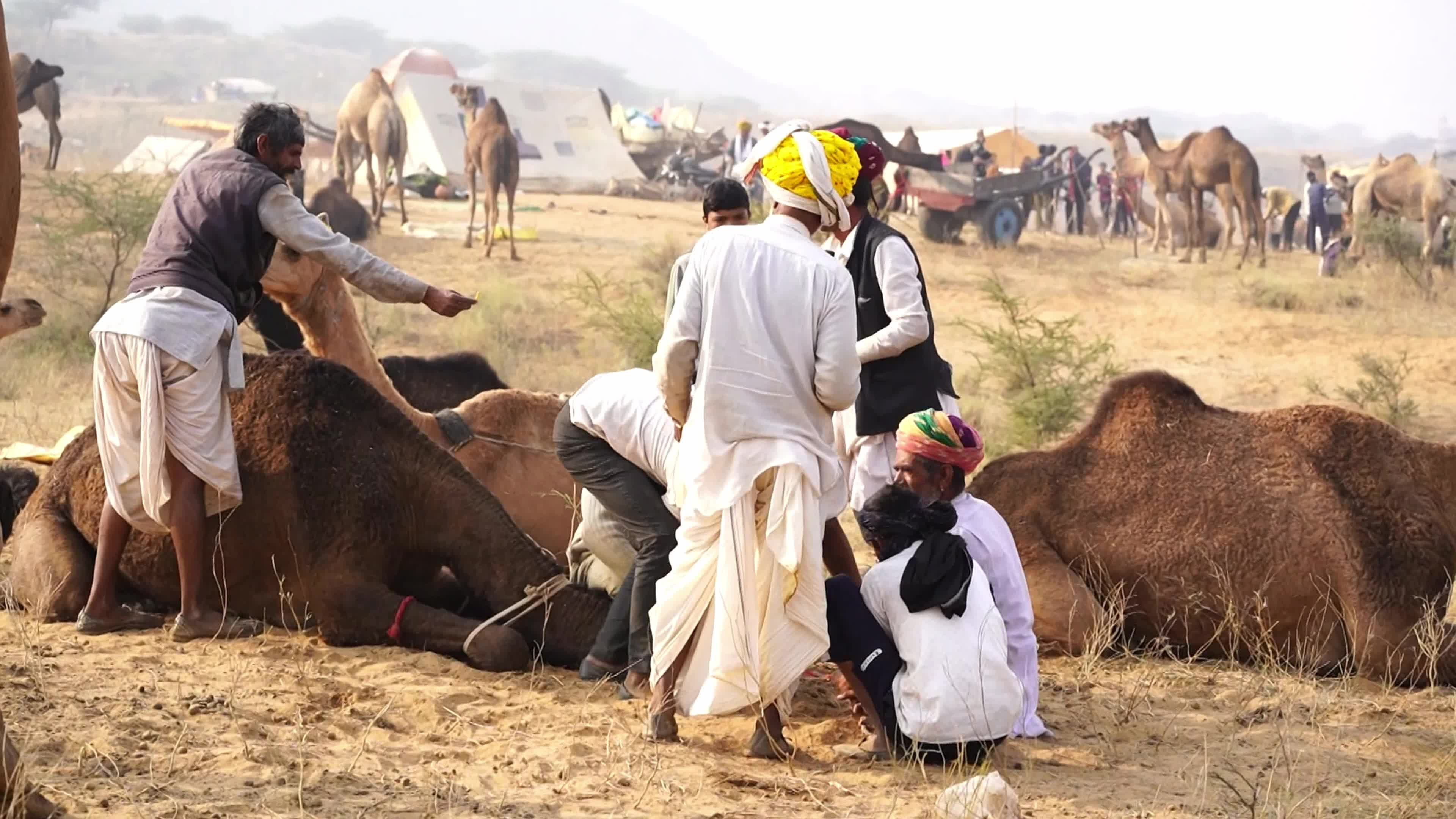World's Largest Camel Fairs In India