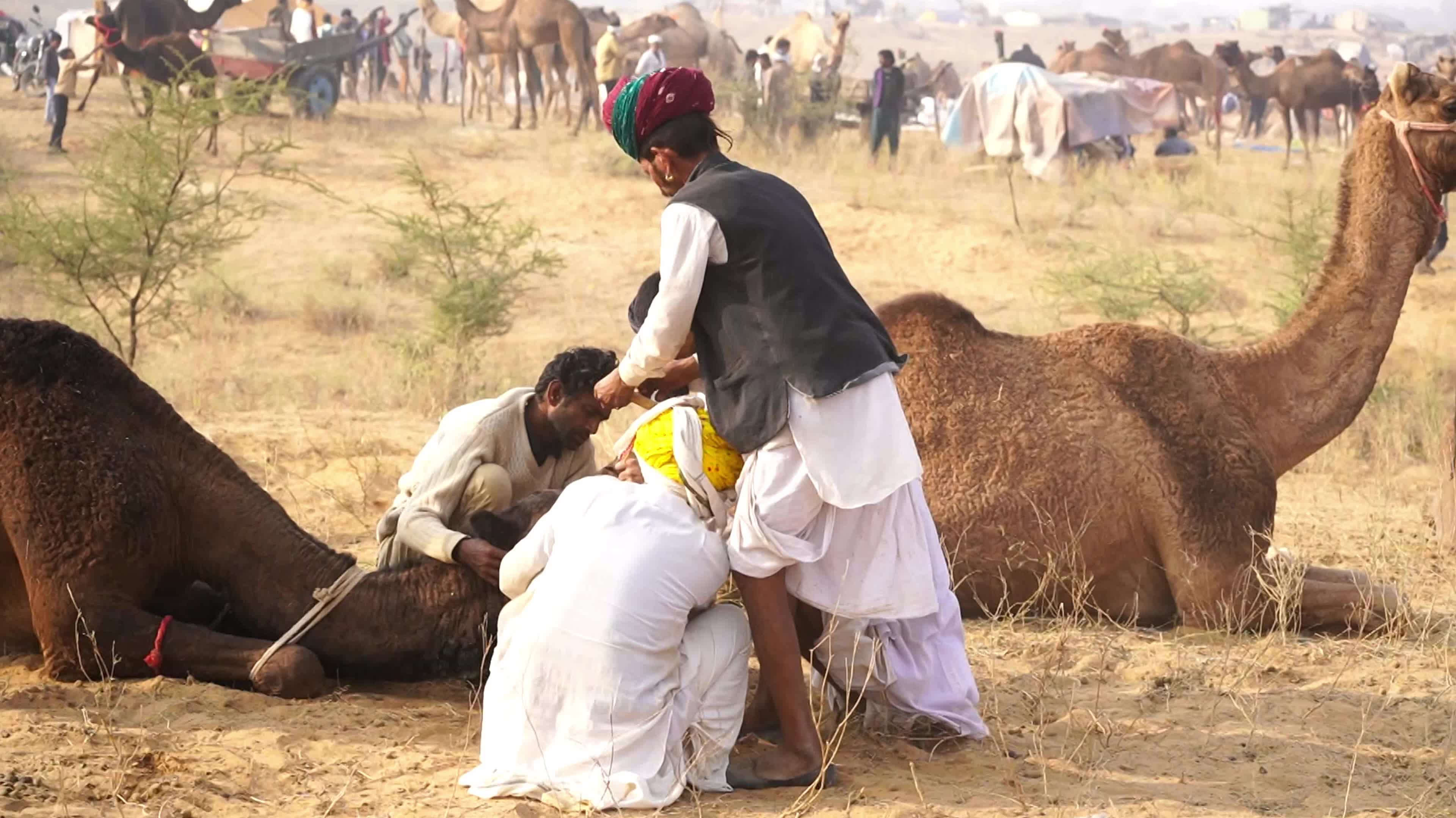 World's Largest Camel Fairs In India
