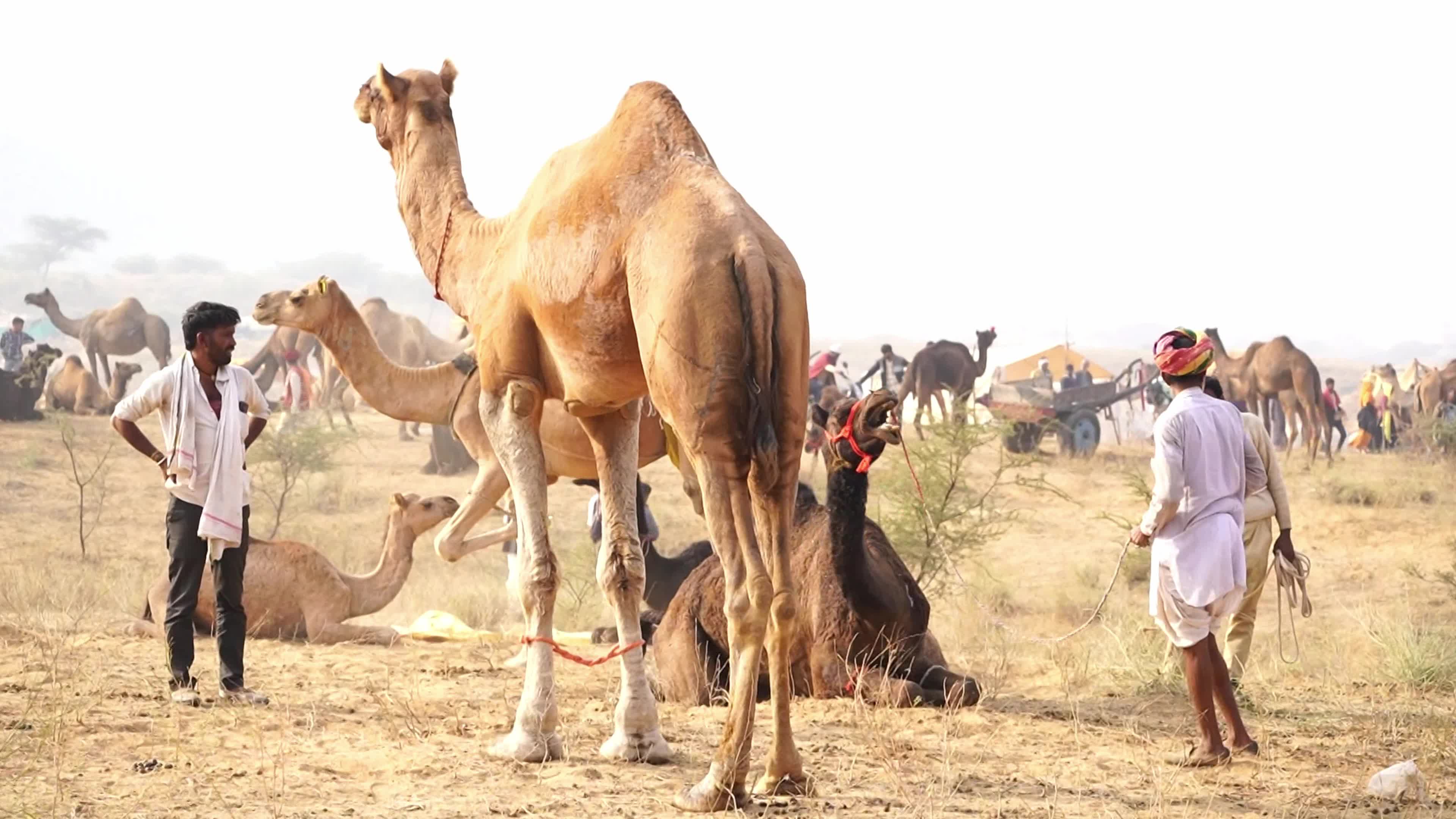 World's Largest Camel Fairs In India