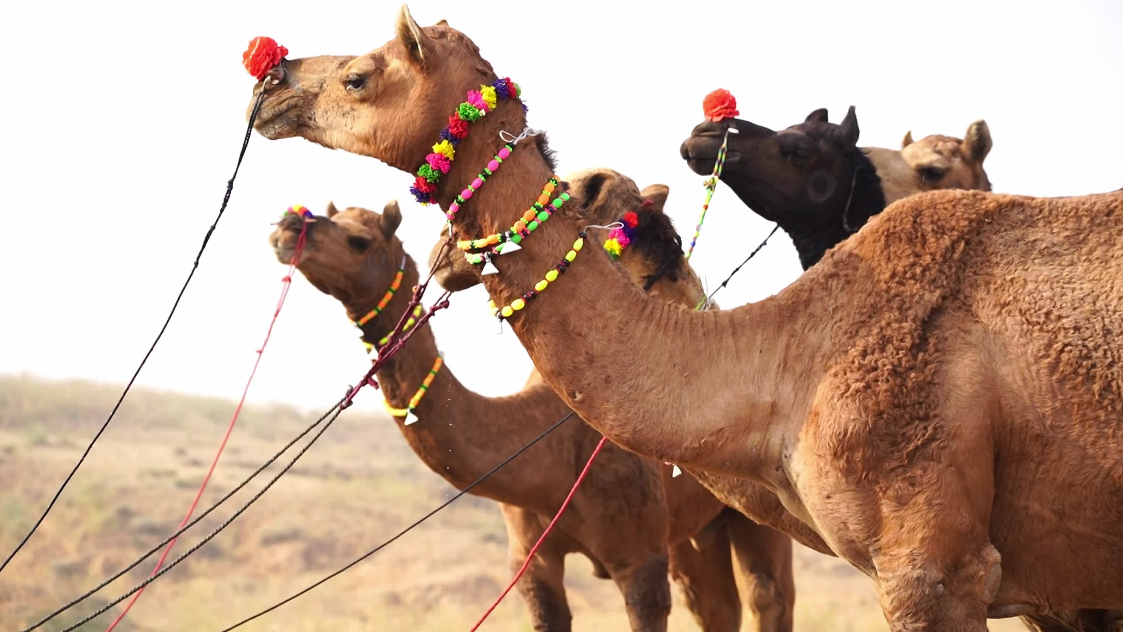 World's Largest Camel Fairs In India